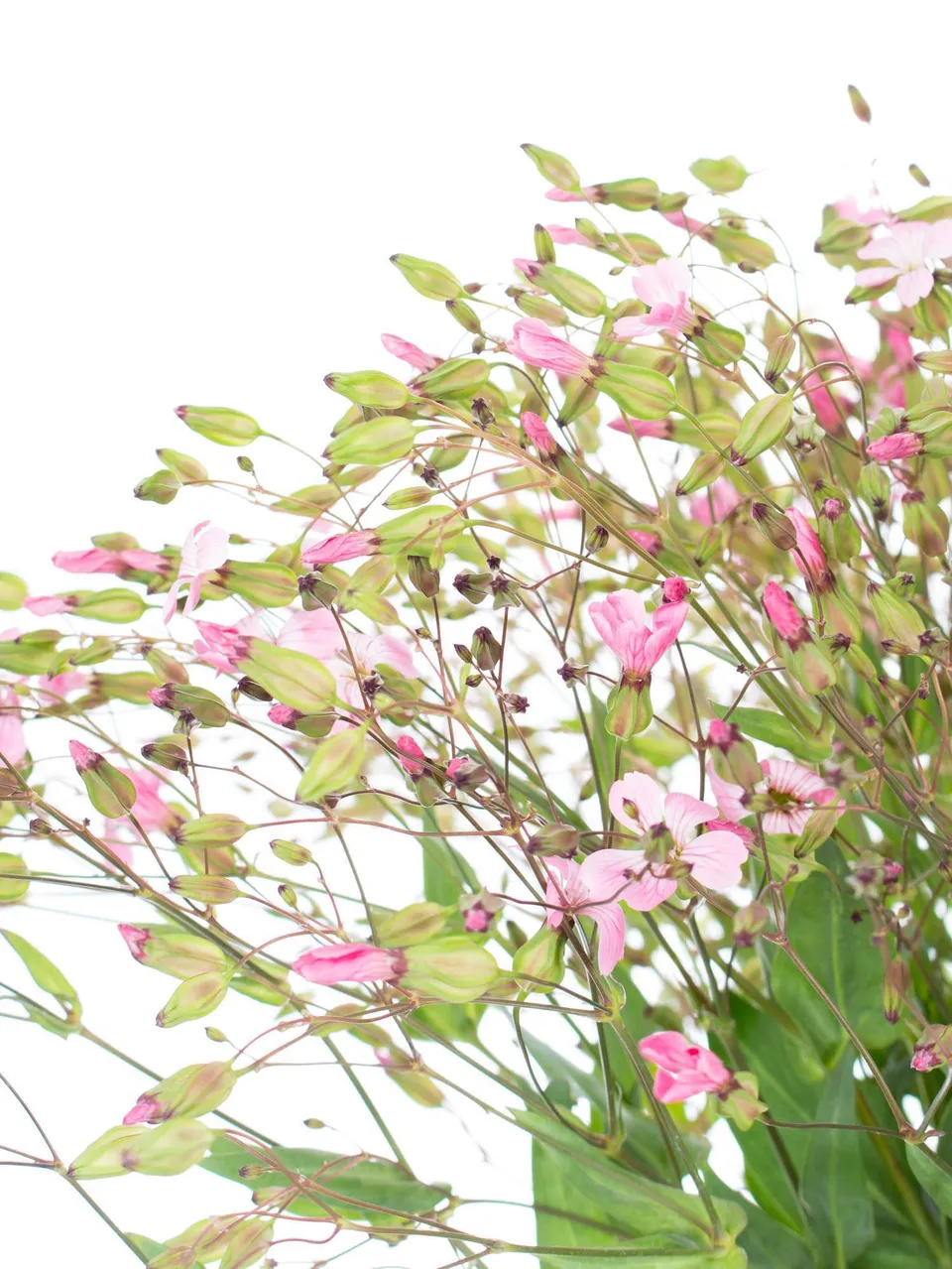 blumigo-blattwerk-saponaria-seifenkraut-schnittblume-rosa image 1
