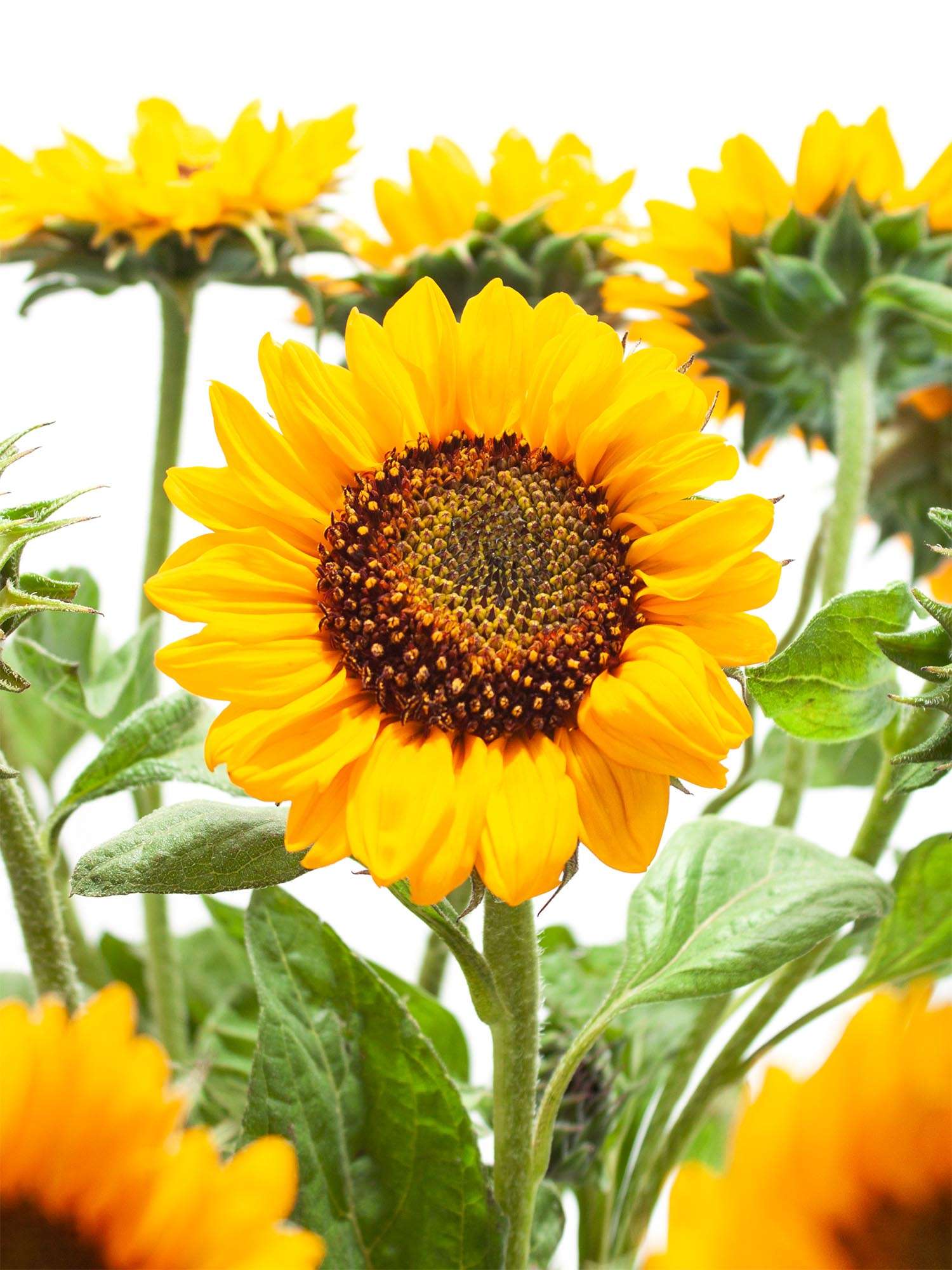 blumigo-sonnenblumen-sonja-gelb-orange-schnittblume-sommer image 1