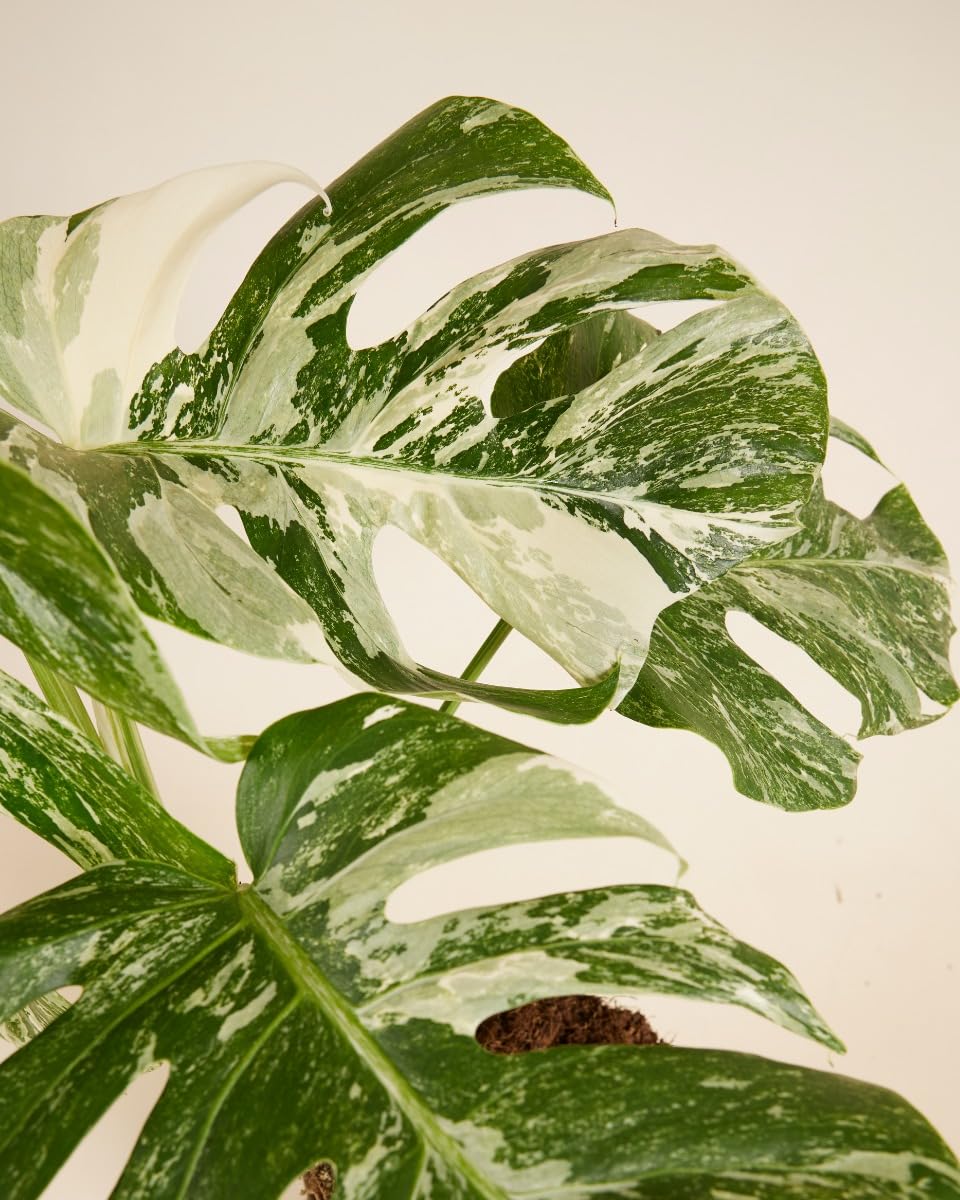 plnts-rareplnts-monstera-deliciosa-variegated-fensterblatt-45cm image 4