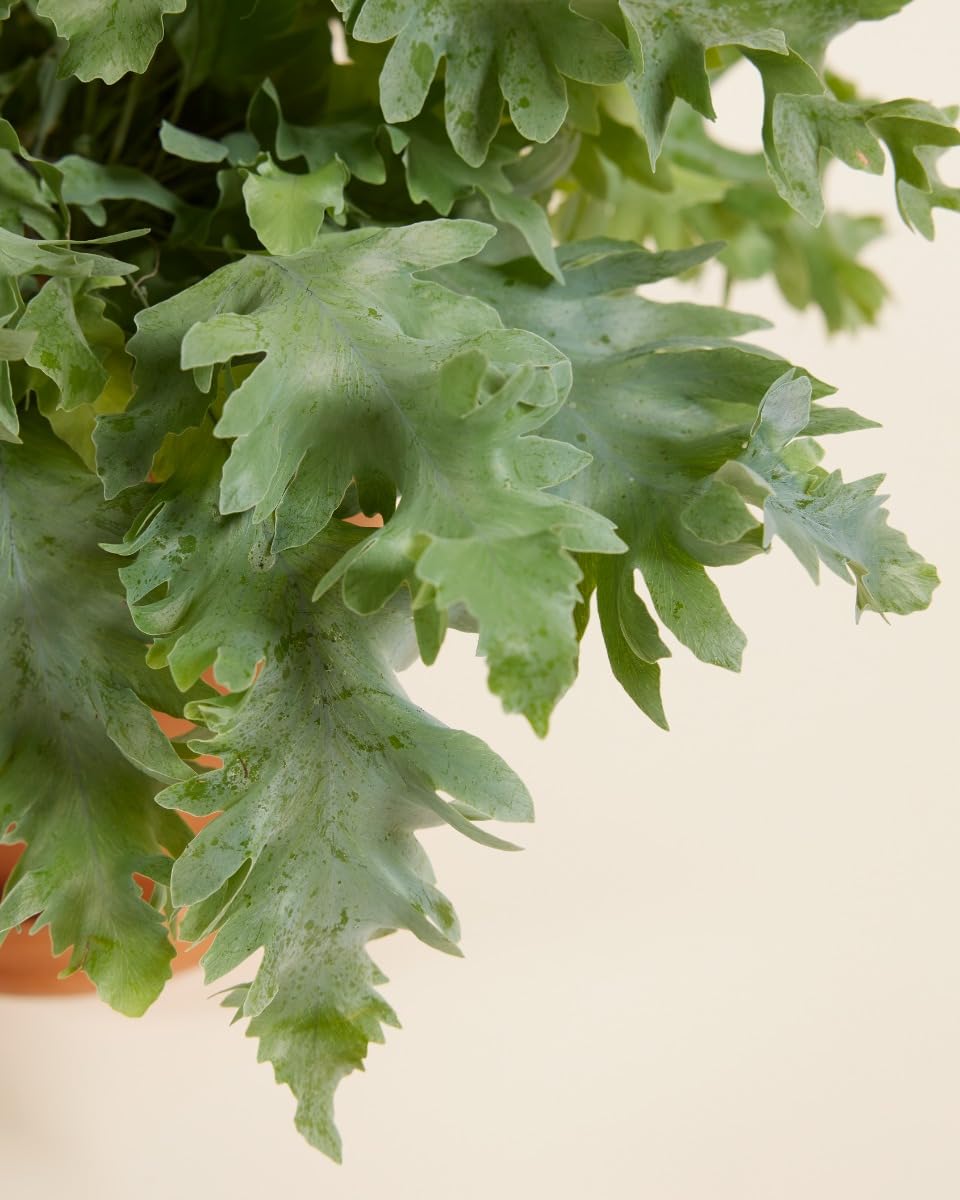 plnts-rareplnts-phlebodium-aureum-davana-zimmerpflanze-25cm-luftreinigend image 4