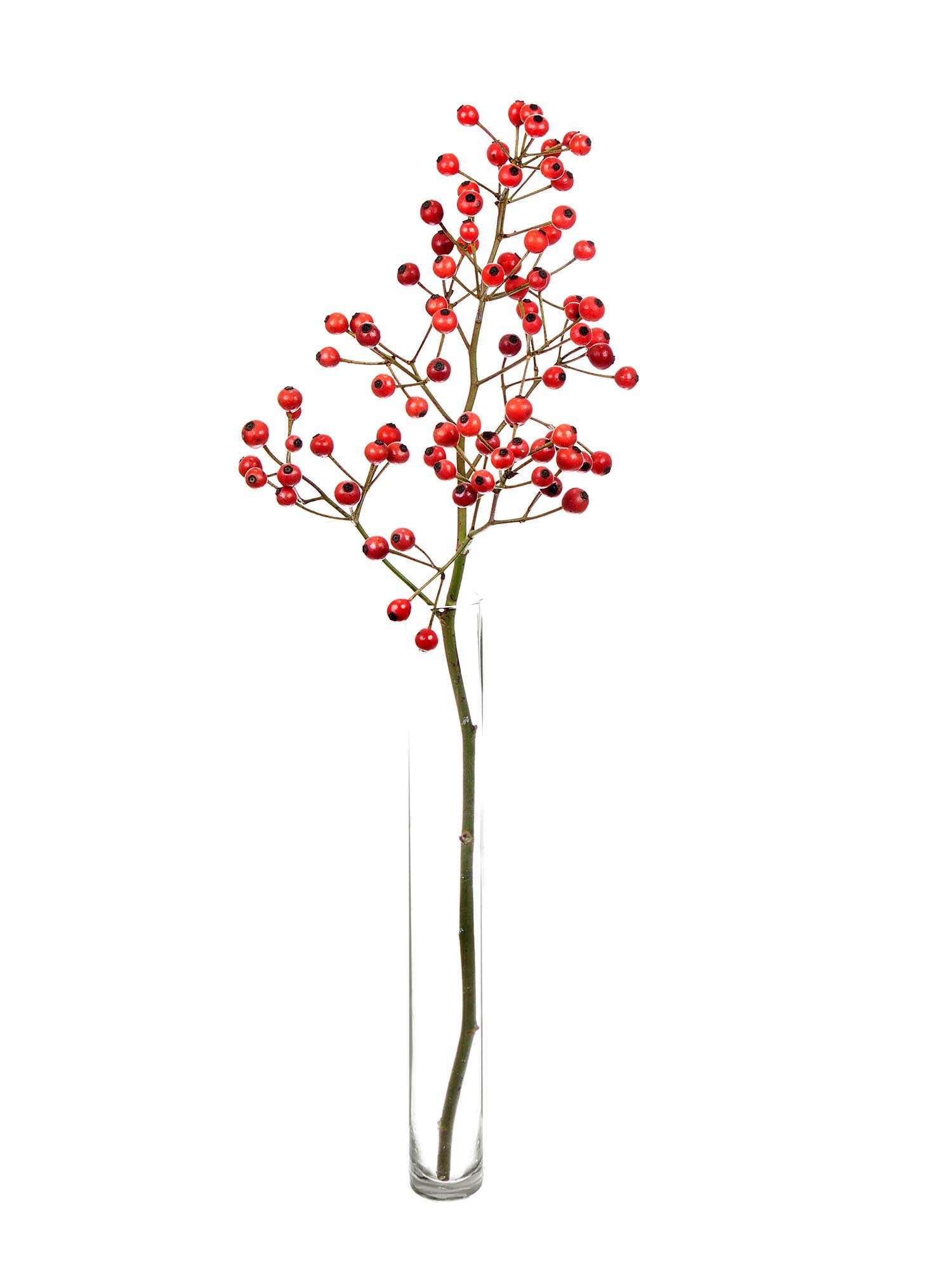 blumigo-herbstdeko-plenty-hagebutte-gr-n-orange image 6