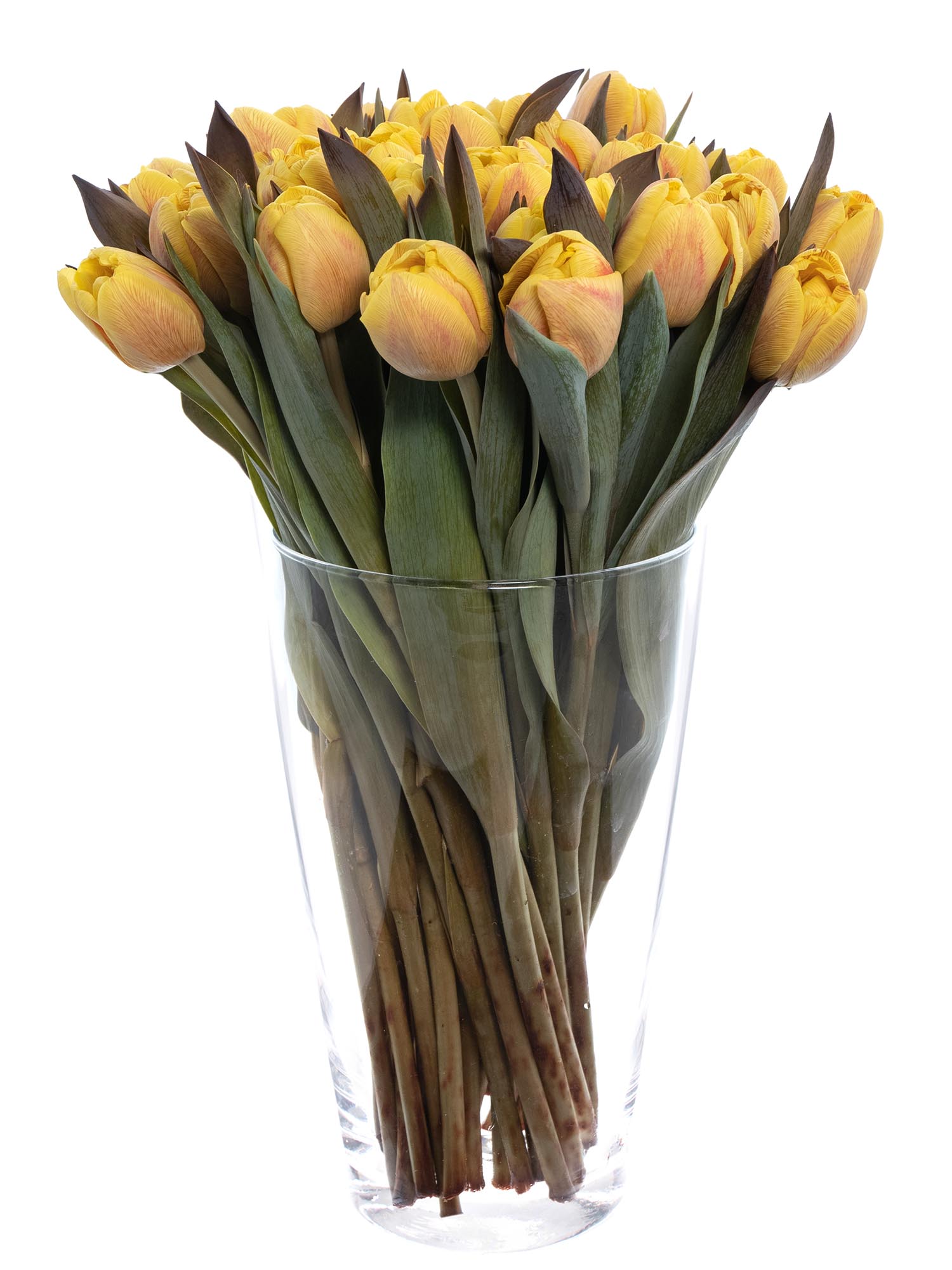 blumigo-tulpen-honey-caramel-gef-llte-schnittblume-creme image 3