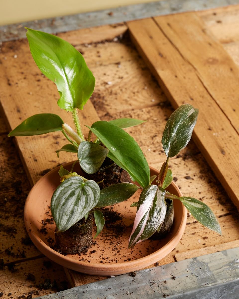 plnts-babyplnts-philodendron-squamiferum-zimmerpflanze-25cm image 6