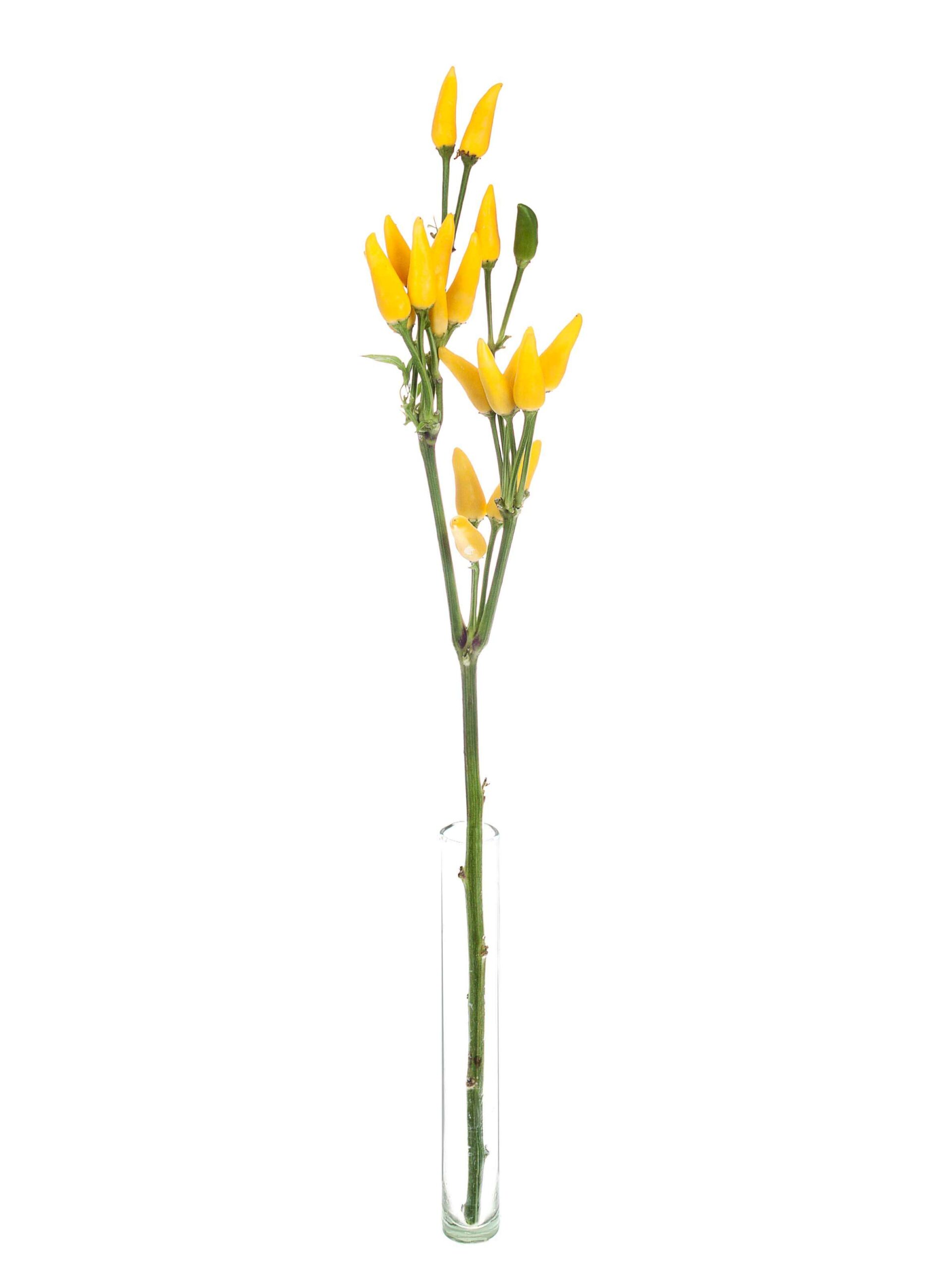 blumigo-herbstdeko-zierpaprika-gelb-topfpflanze-dekopflanze image 3