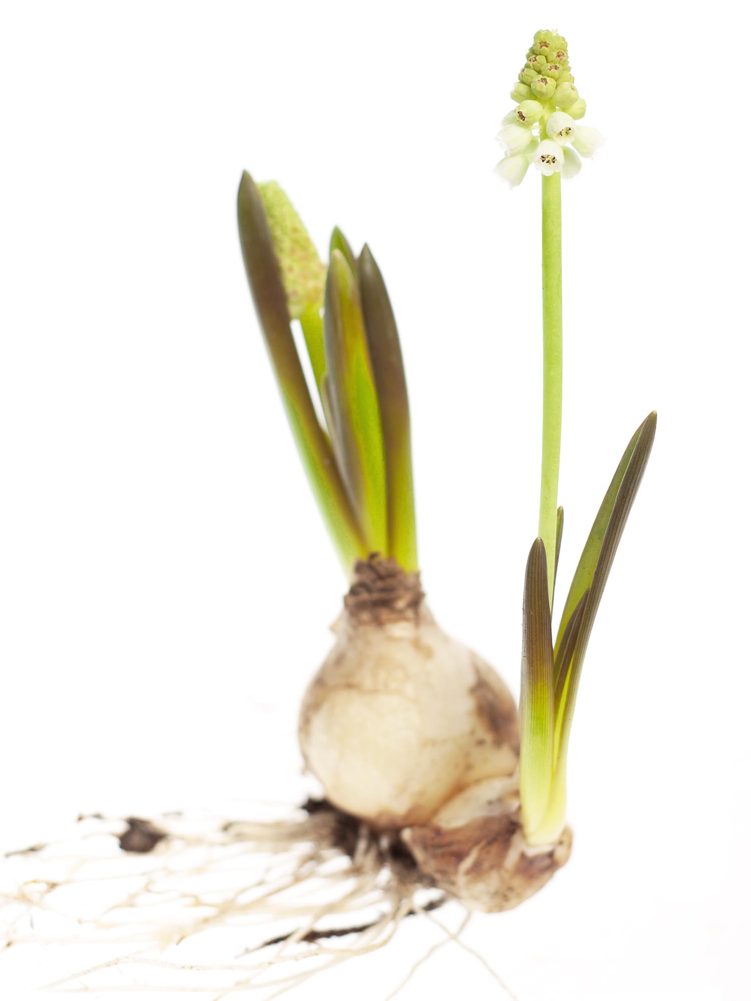 blumigo-muscari-traubenhyazinthen-blumenzwiebeln-wei-fr-hling image 3