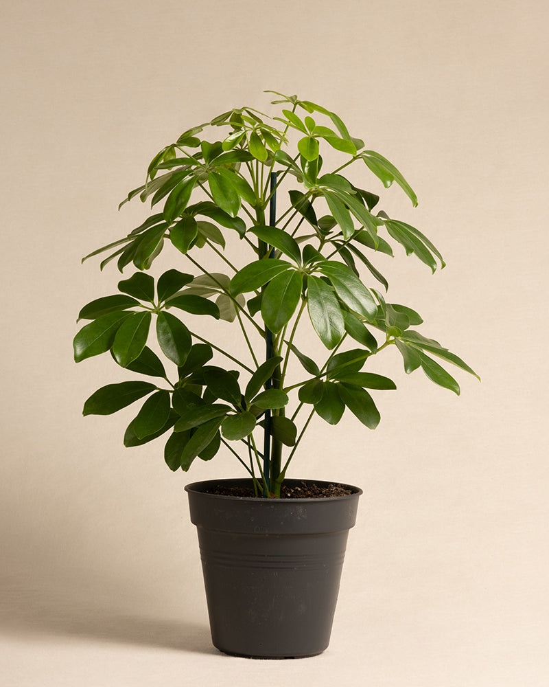 feey-variado-schefflera-zimmerpflanze-ohne-bertopf-pflegeleicht image 3