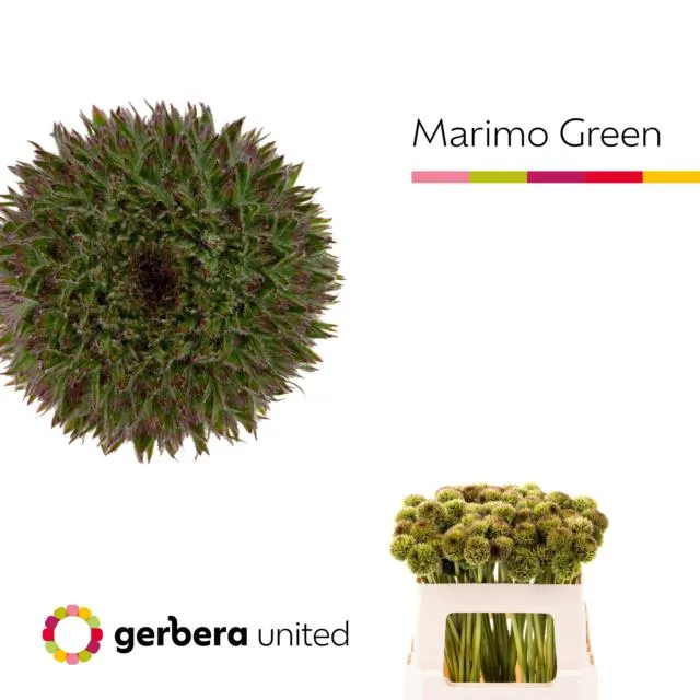 blumigo-gerbera-pomponi-marimo-green-schnittblume-gr-n image 1
