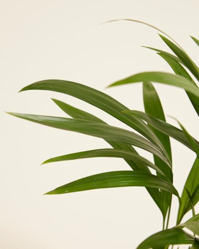 plnts-rareplnts-areca-lutescens-12-cm-topf-35-cm-palme image 8