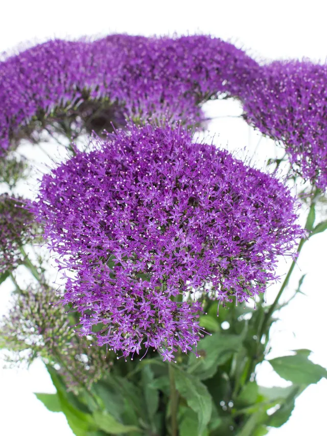 blumigo-trachelium-purple-lake-michigan-violett image 1