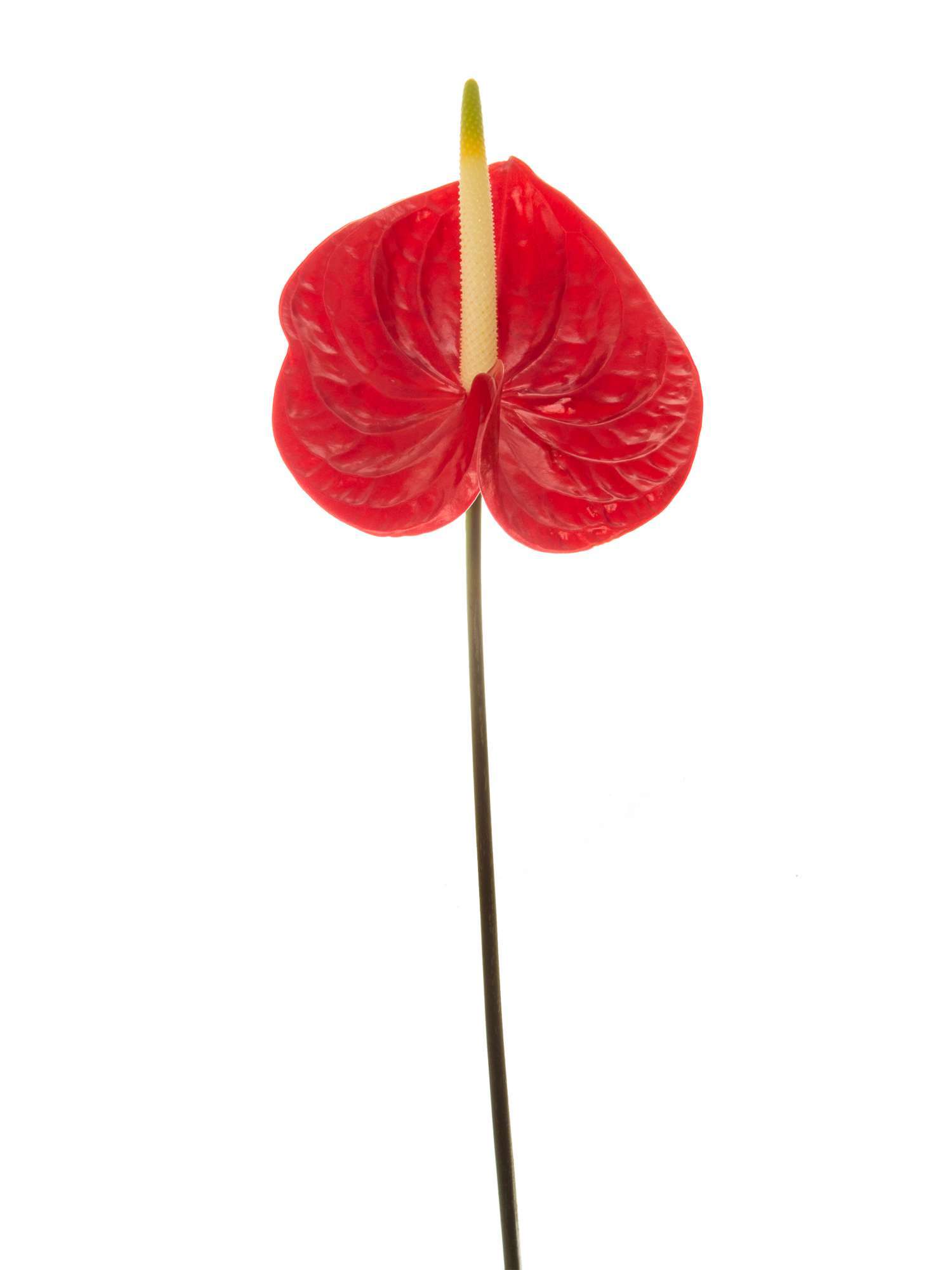 blumigo-casino-anthurie-rot-schnittblume-einzelstiel image 4