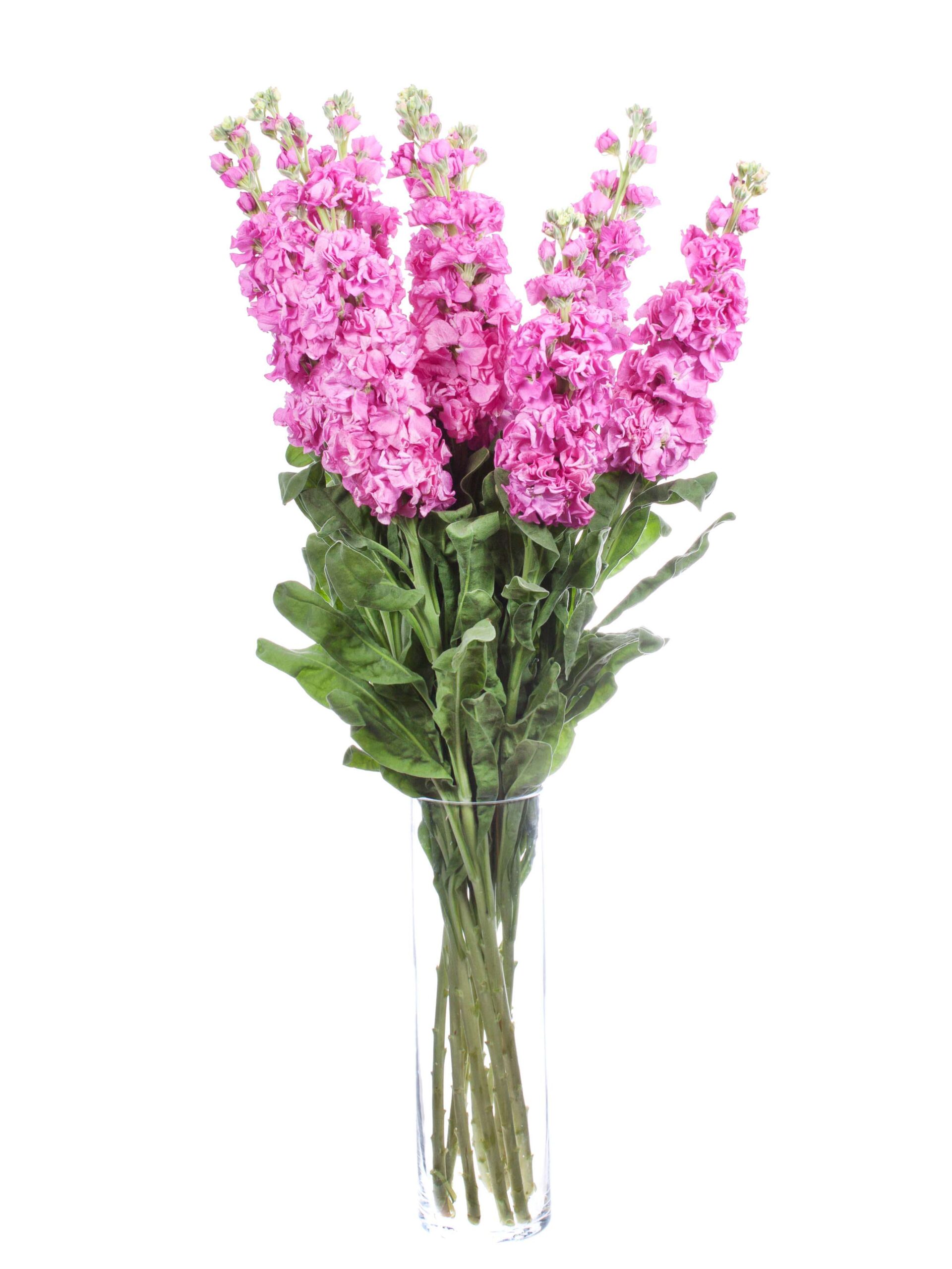 blumigo-levkojen-xl-schnittblumen-pink image 2