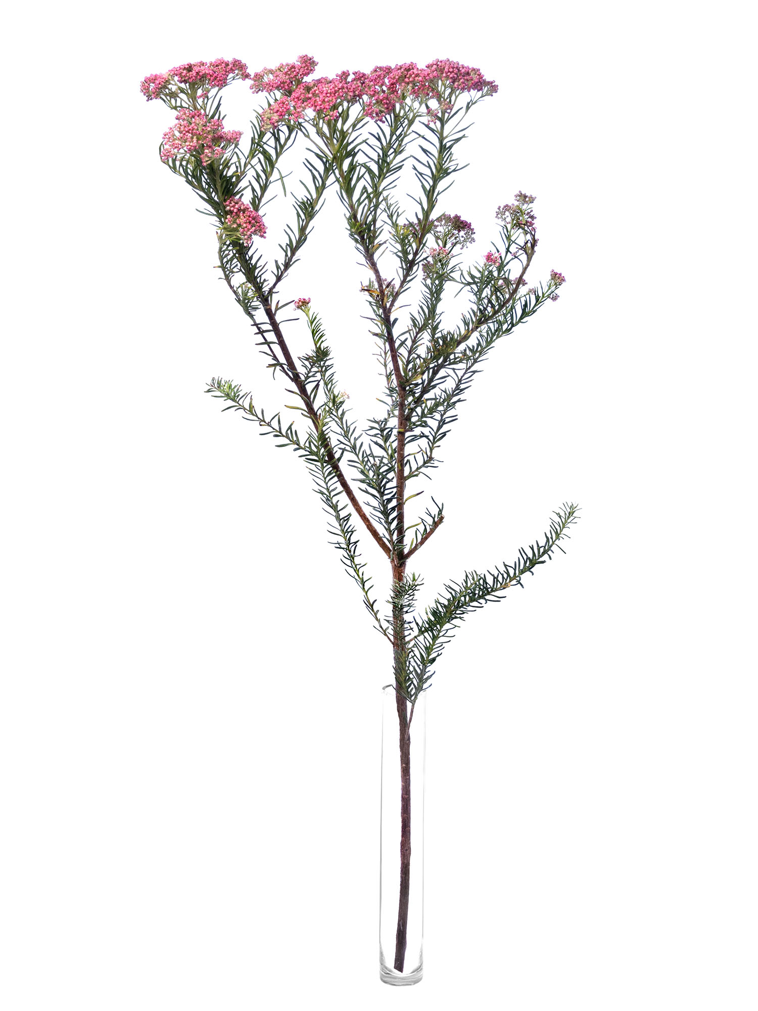 blumigo-blattwerk-ozothamnus-reisblume-pink-frisch image 3