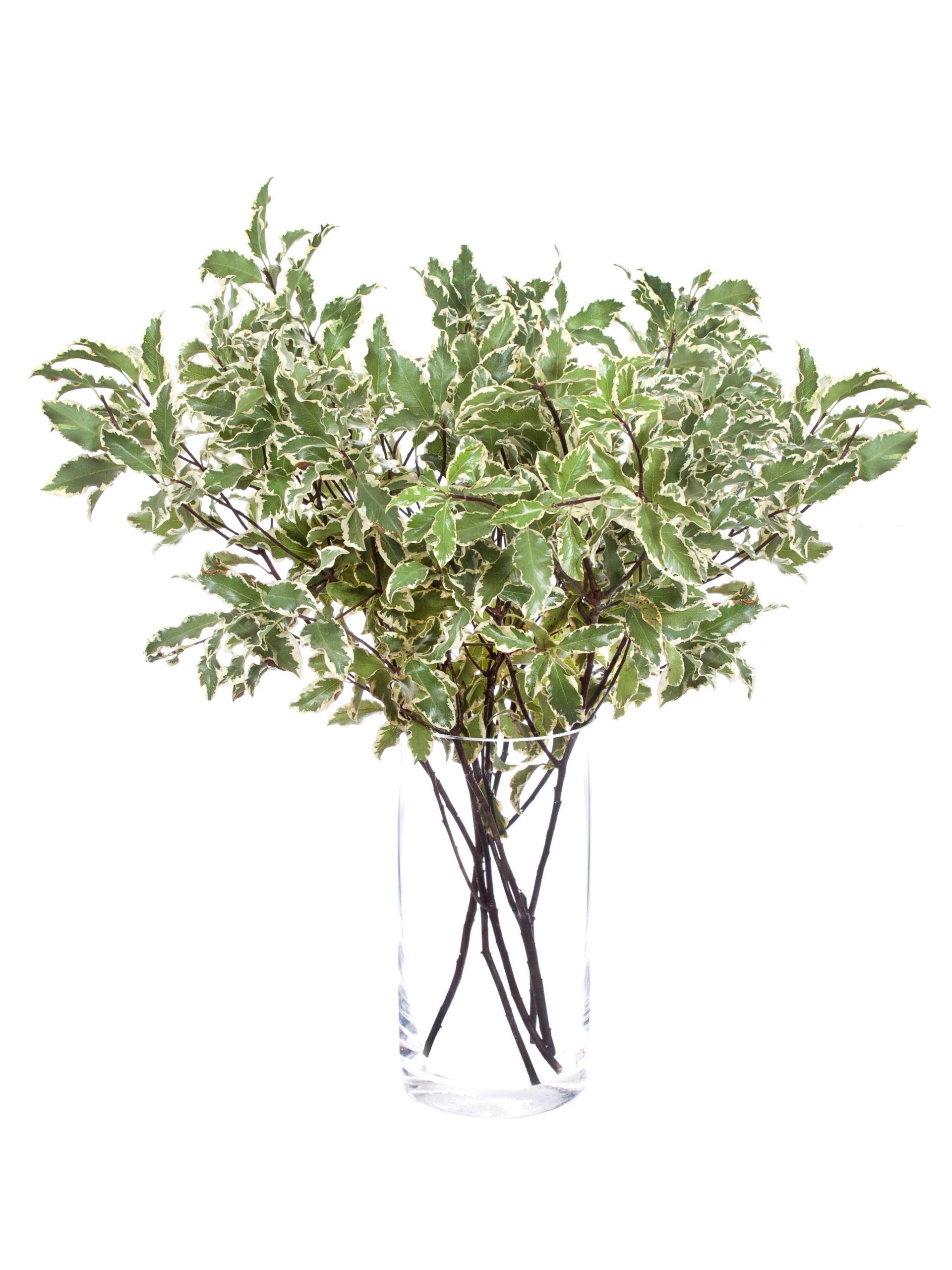 blumigo-pittosporum-nigra-bindegr-n-gr-n-wei-stiel image 2