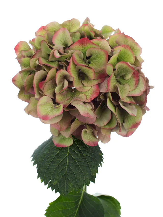 blumigo-hortensien-sibilla-classic-schnittblume-rot-gr-n image 1