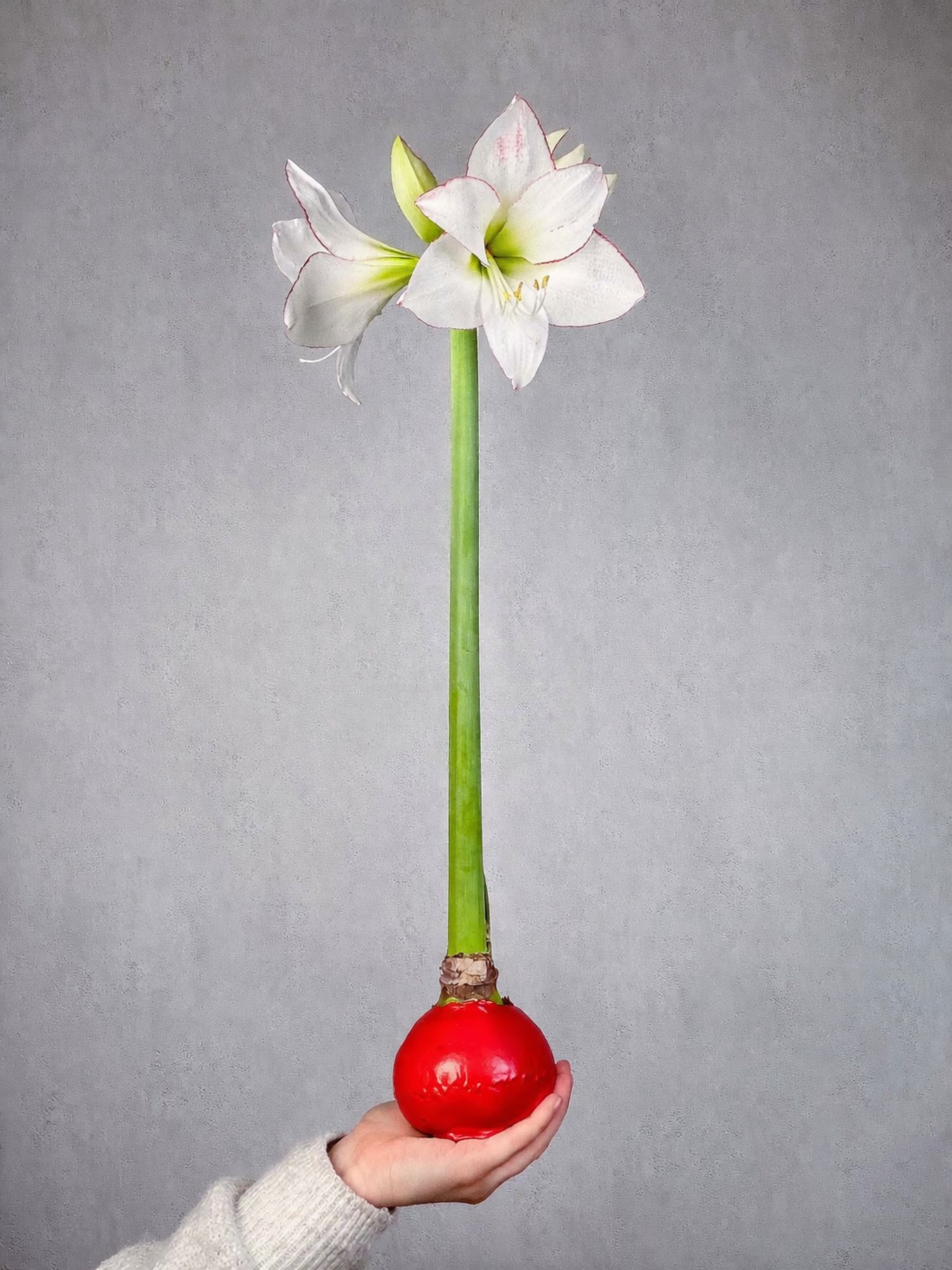 blumigo-amaryllis-gewachste-knolle-ritterstern-rot image 2