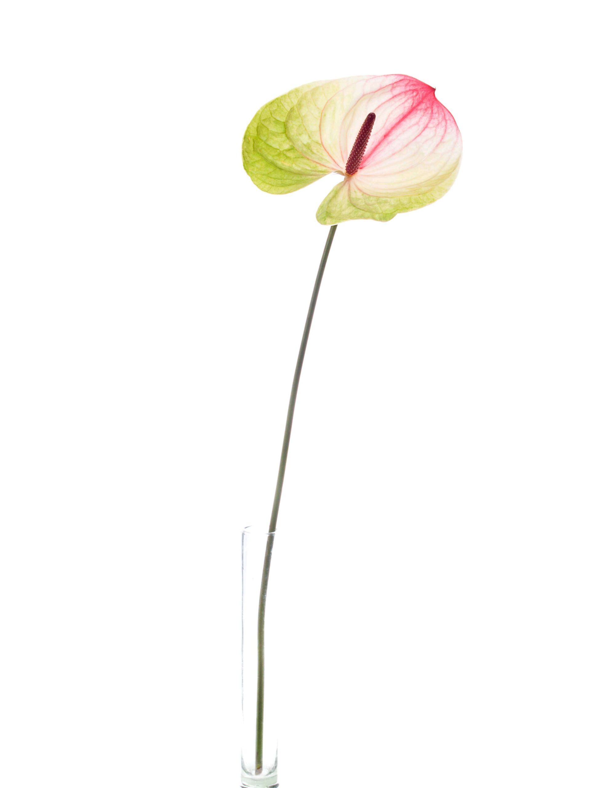 blumigo-anthurie-pistache-gr-n-pink-bindegr-n-schnittblume image 4