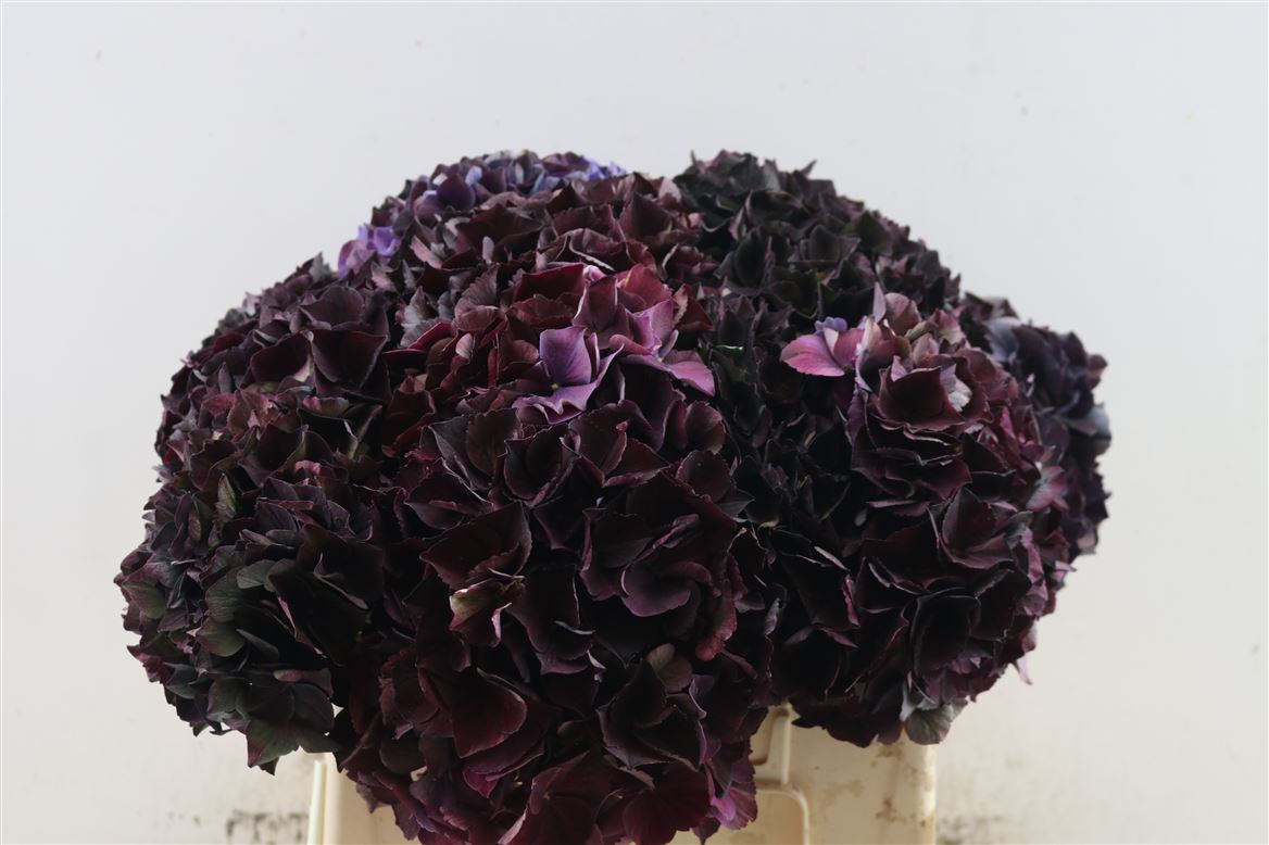 blumigo-magical-crimson-classic-hortensie-aubergine image 1