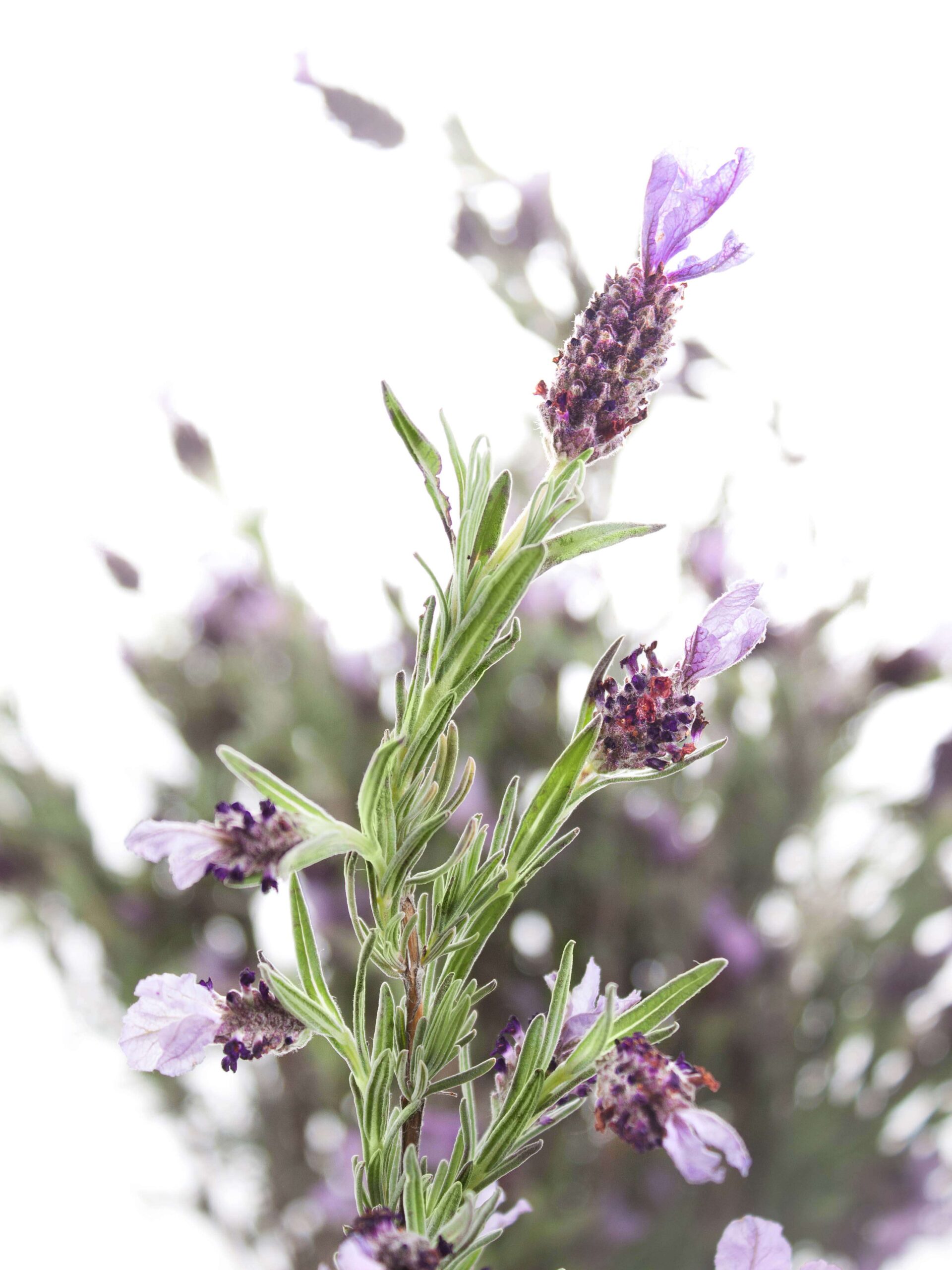 blumigo-lavendel-stoechas-schopf-lavendel-violett image 1