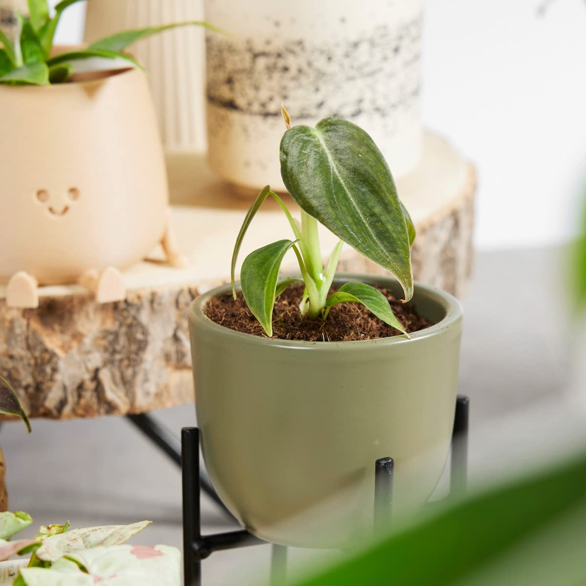 plnts-baby-philodendron-melanochrysum-zimmerpflanze-10cm image 7