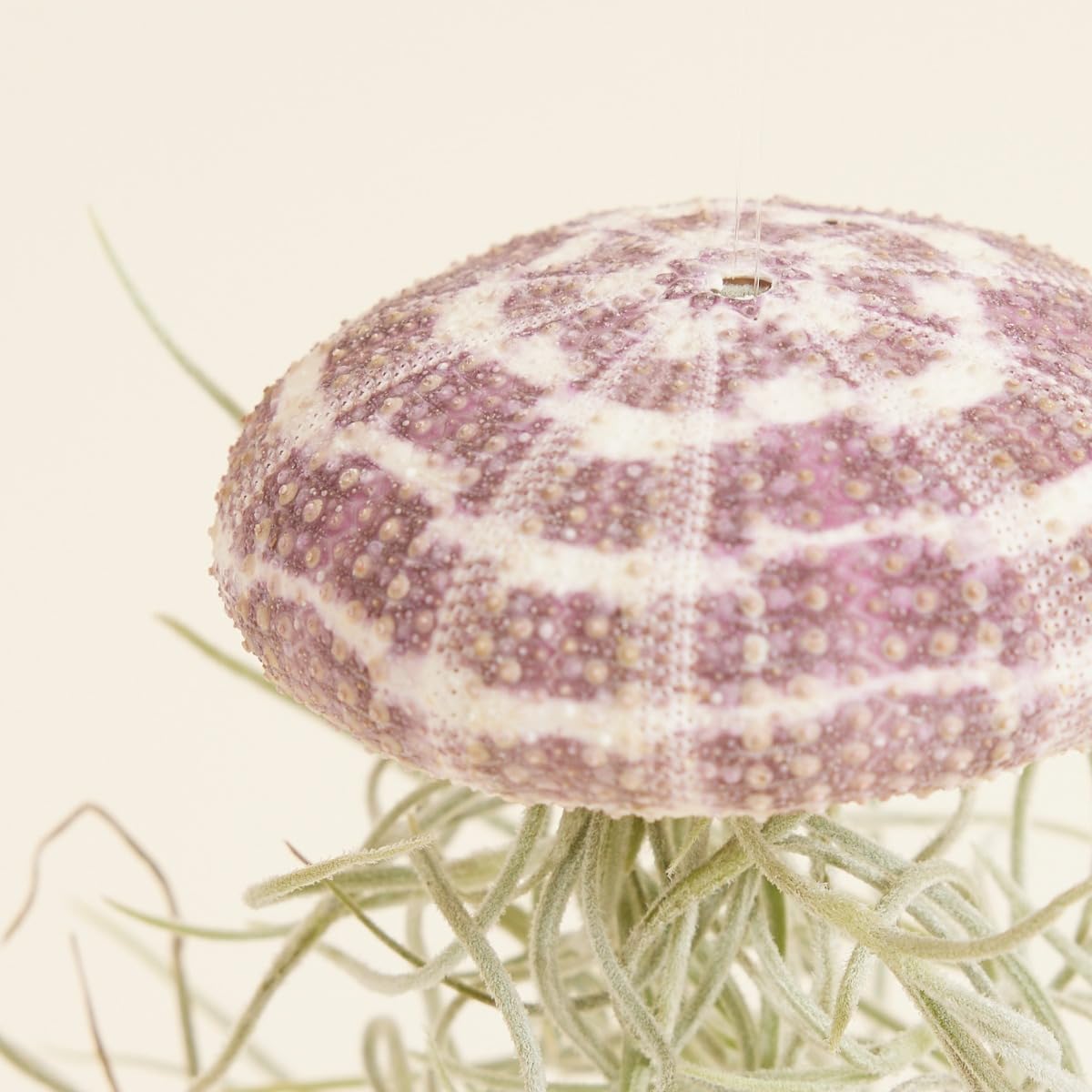 plnts-babyplnts-tillandsia-usneoides-luftpflanze-15-cm image 4