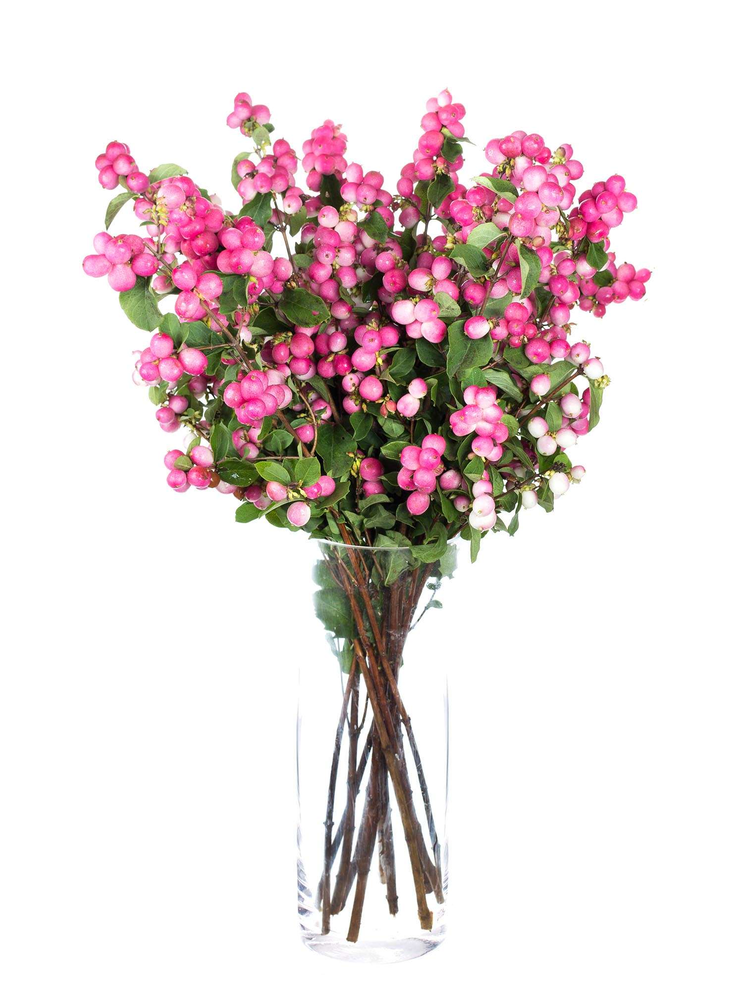 blumigo-exklusives-greenery-schneebeeren-magical-treasure-pink image 2