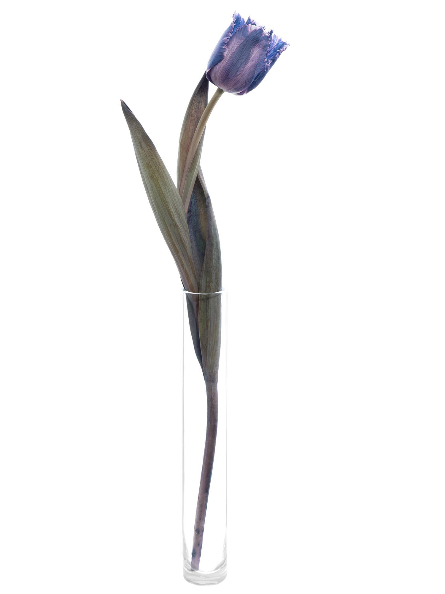 blumigo-tulpen-fringed-violet-schnittblumen-violett-grau image 4