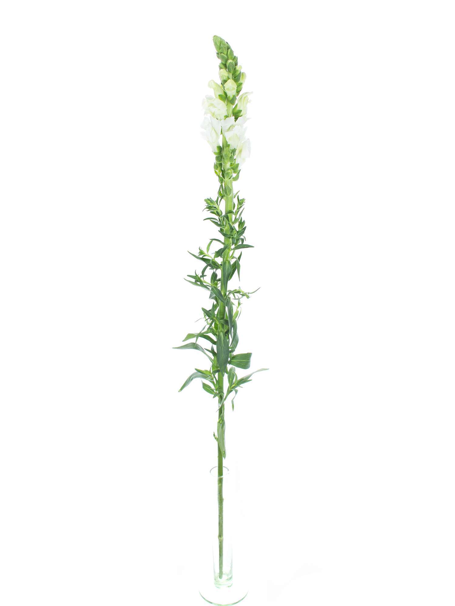 blumigo-l-wenm-ulchen-wei-schnittblumen-frisch image 3