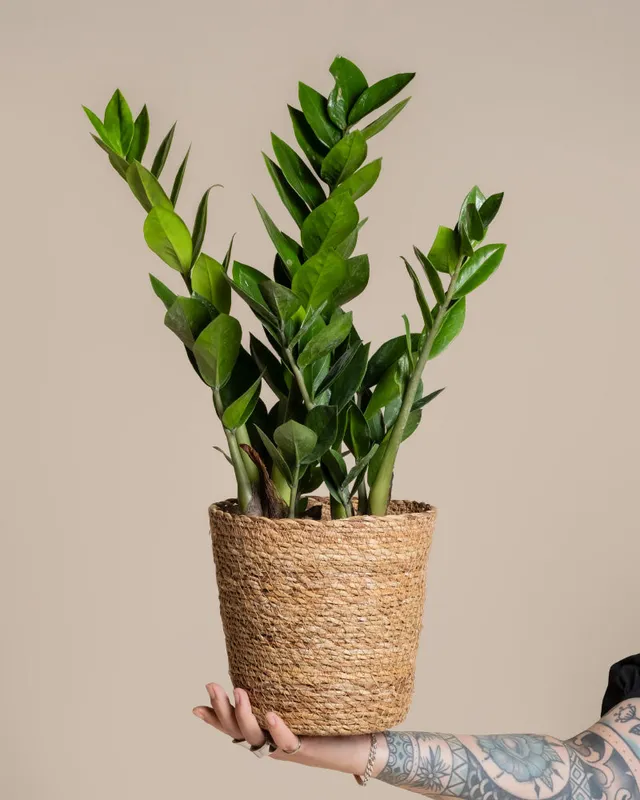 feey-variado-kesat-pflanzkorb-seegras-18-cm-naturbelassen image 1