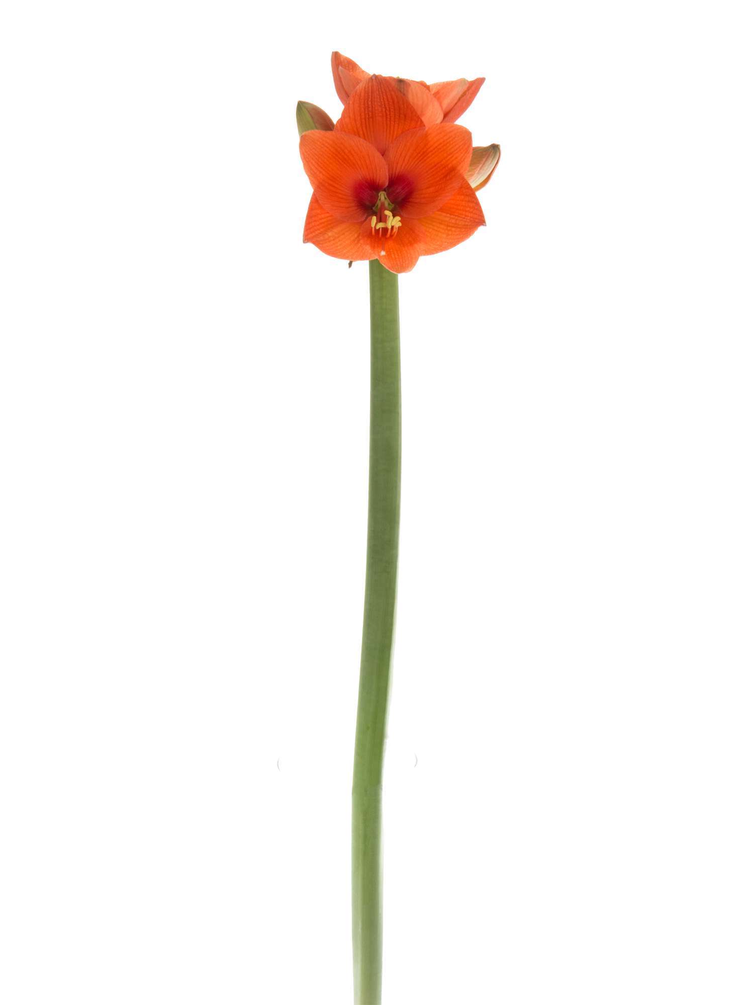 blumigo-amaryllis-naranja-schnittblume-orange image 5