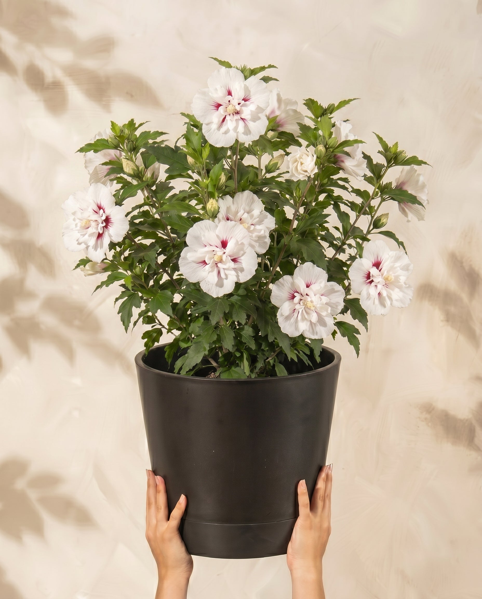 feey-amsterdam-wei-er-hibiskus-strauch-ohne-topf-winterhart image 1