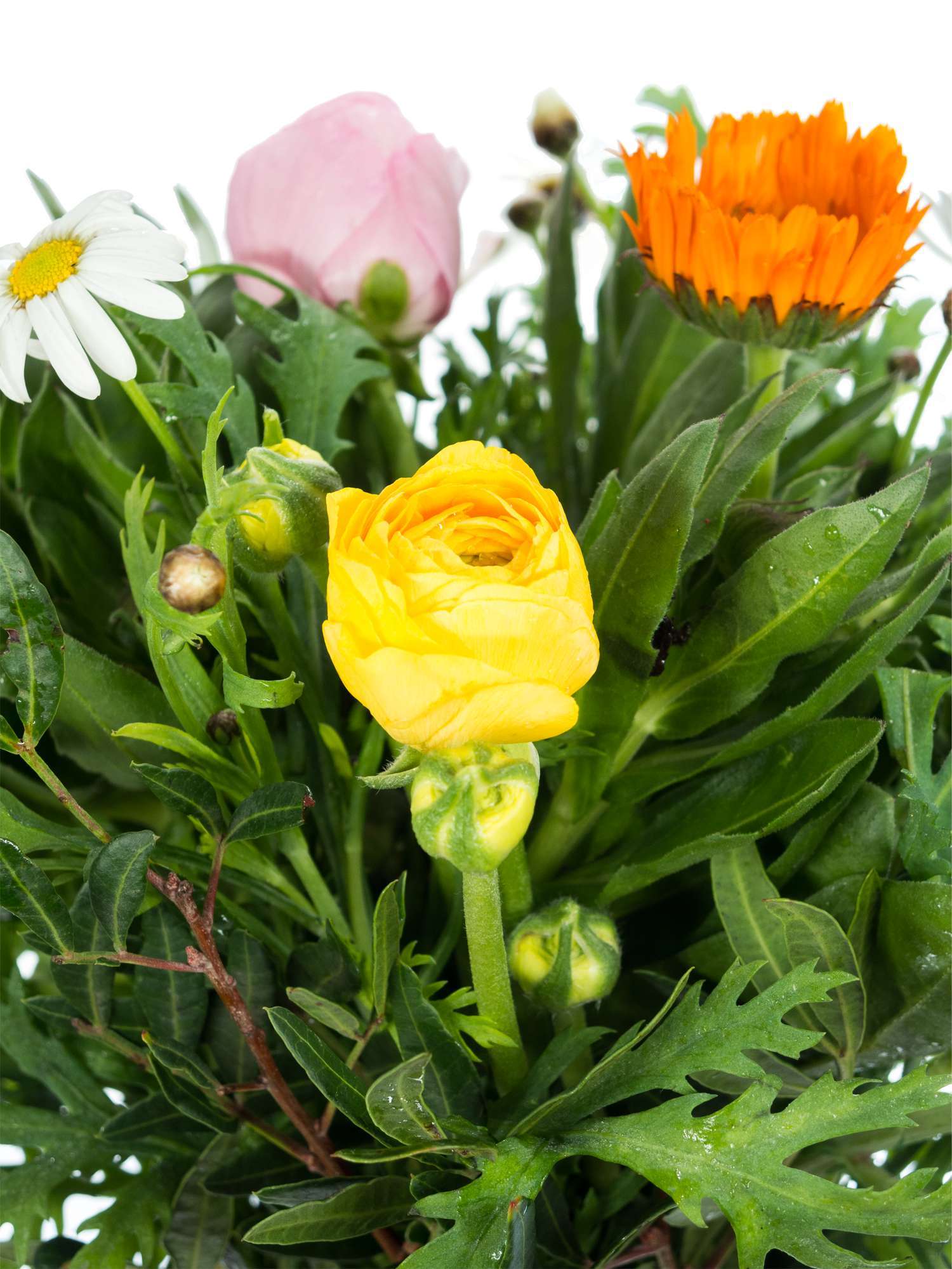 blumigo-berraschungsmix-italienische-fr-hlingsmischung image 3