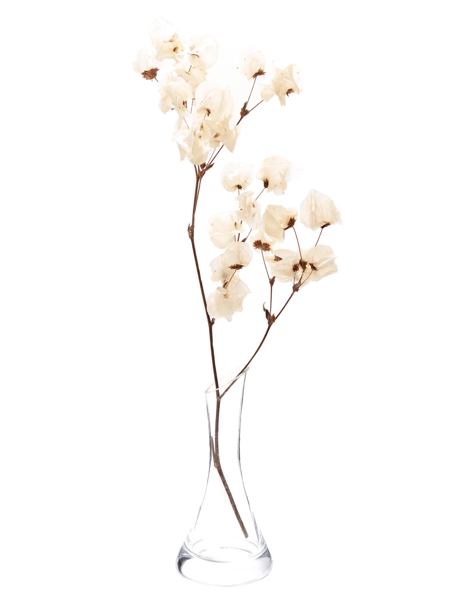 blumigo-trockenblumen-bougainvillea-drillingsblume-wei-gebleicht image 4