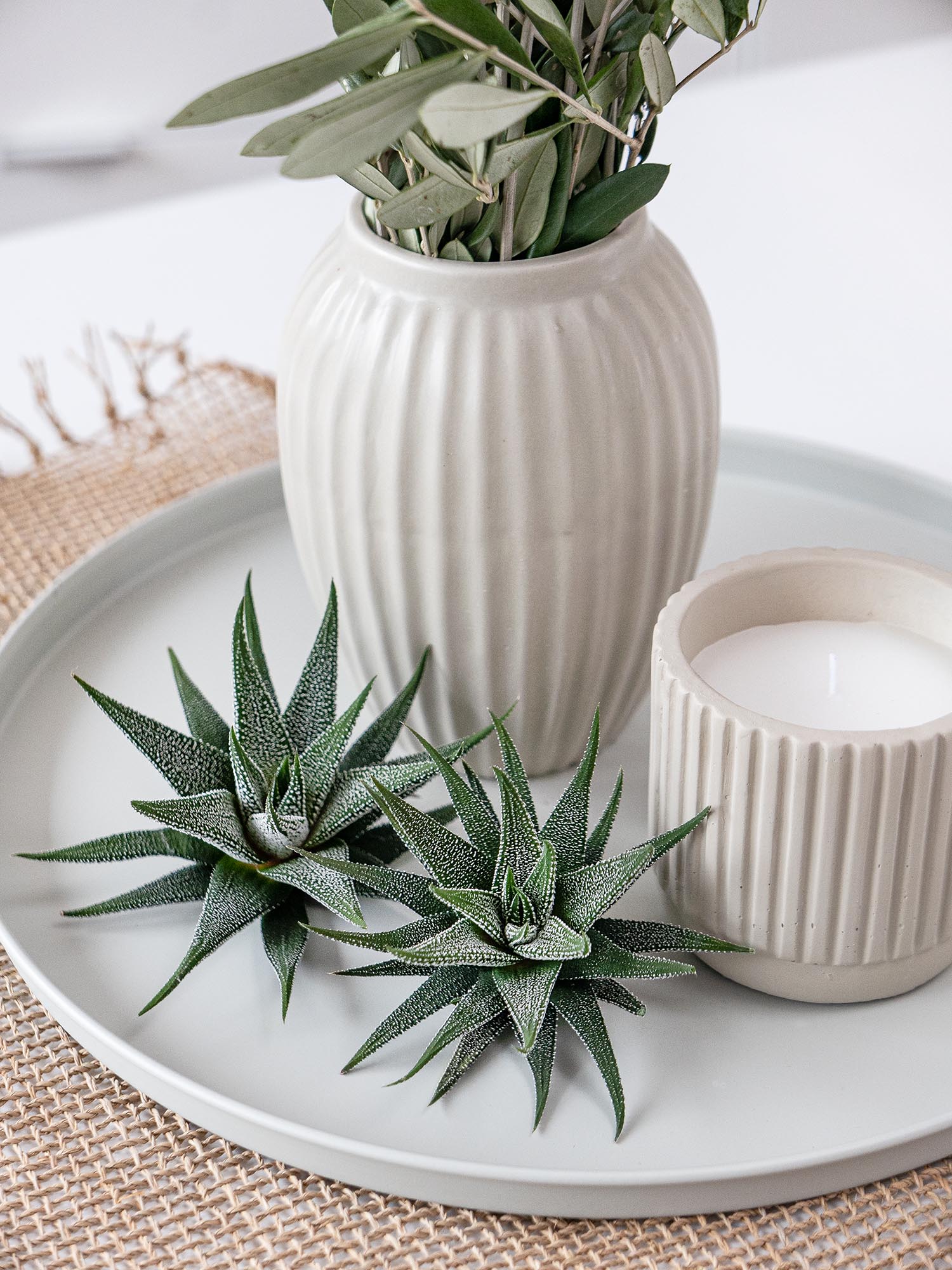 blumigo-haworthia-fasciata-concolor-sukkulente-gr-n-wei-topfpflanze image 6