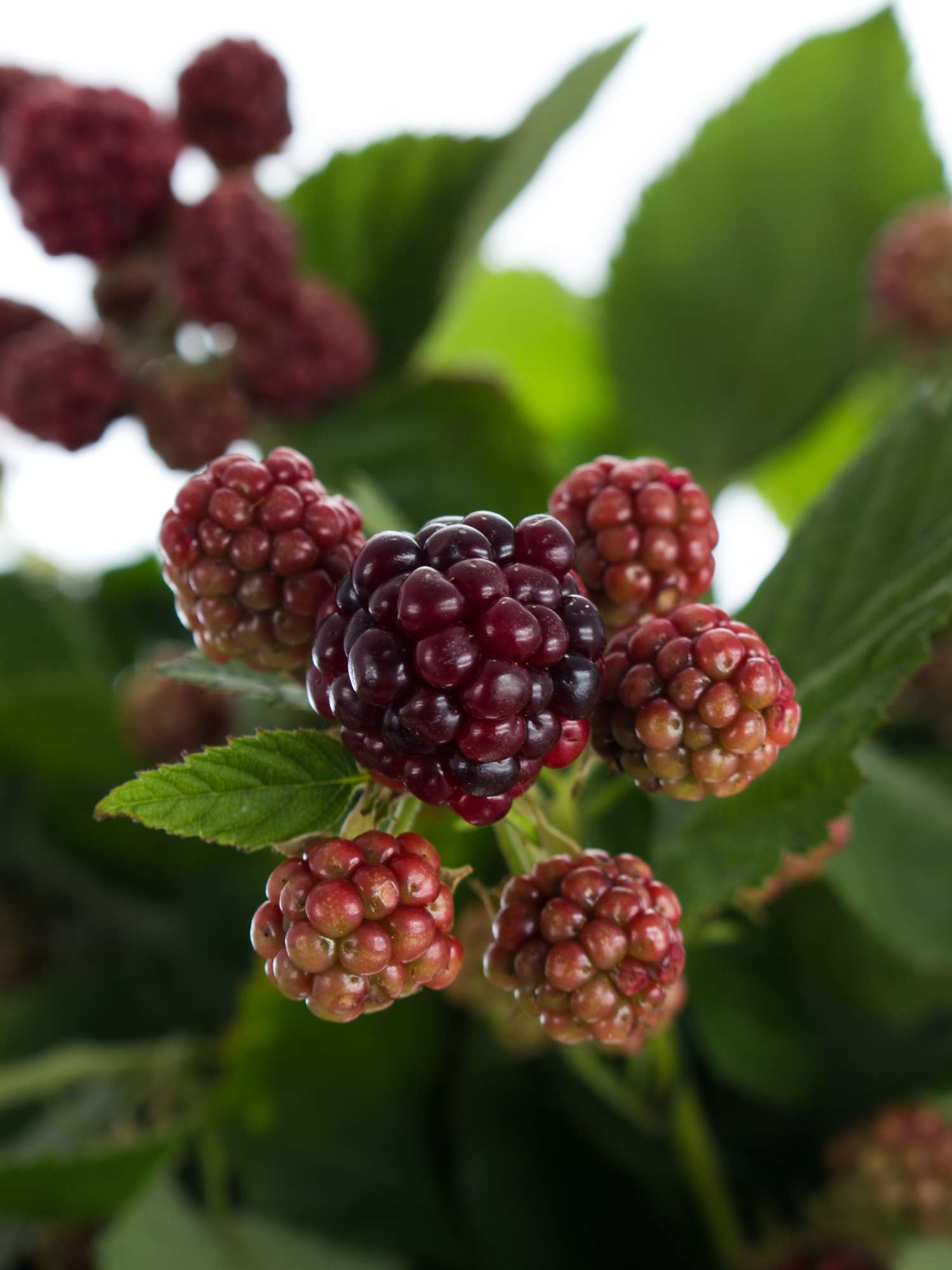 blumigo-zweige-rubus-chester-brombeeren-rot-schwarz-deko image 1