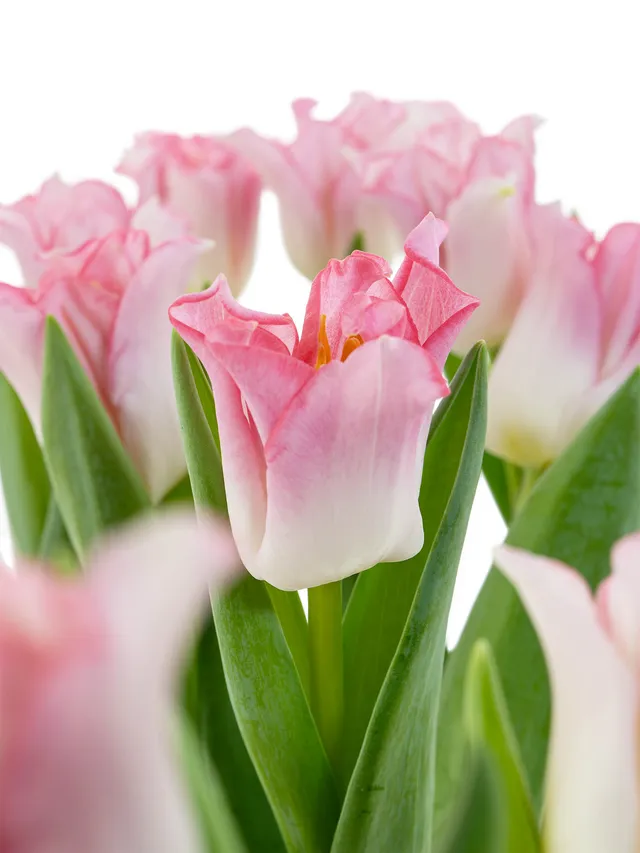 blumigo-tulpen-crown-of-dynasty-schnittblumen-rosa-kelchf-rmig image 1