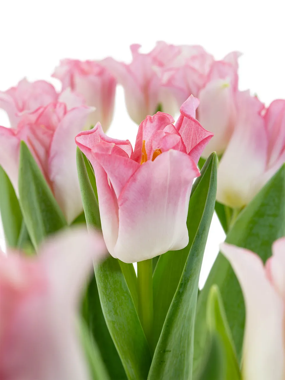 blumigo-tulpen-crown-of-dynasty-schnittblumen-rosa-kelchf-rmig image 1