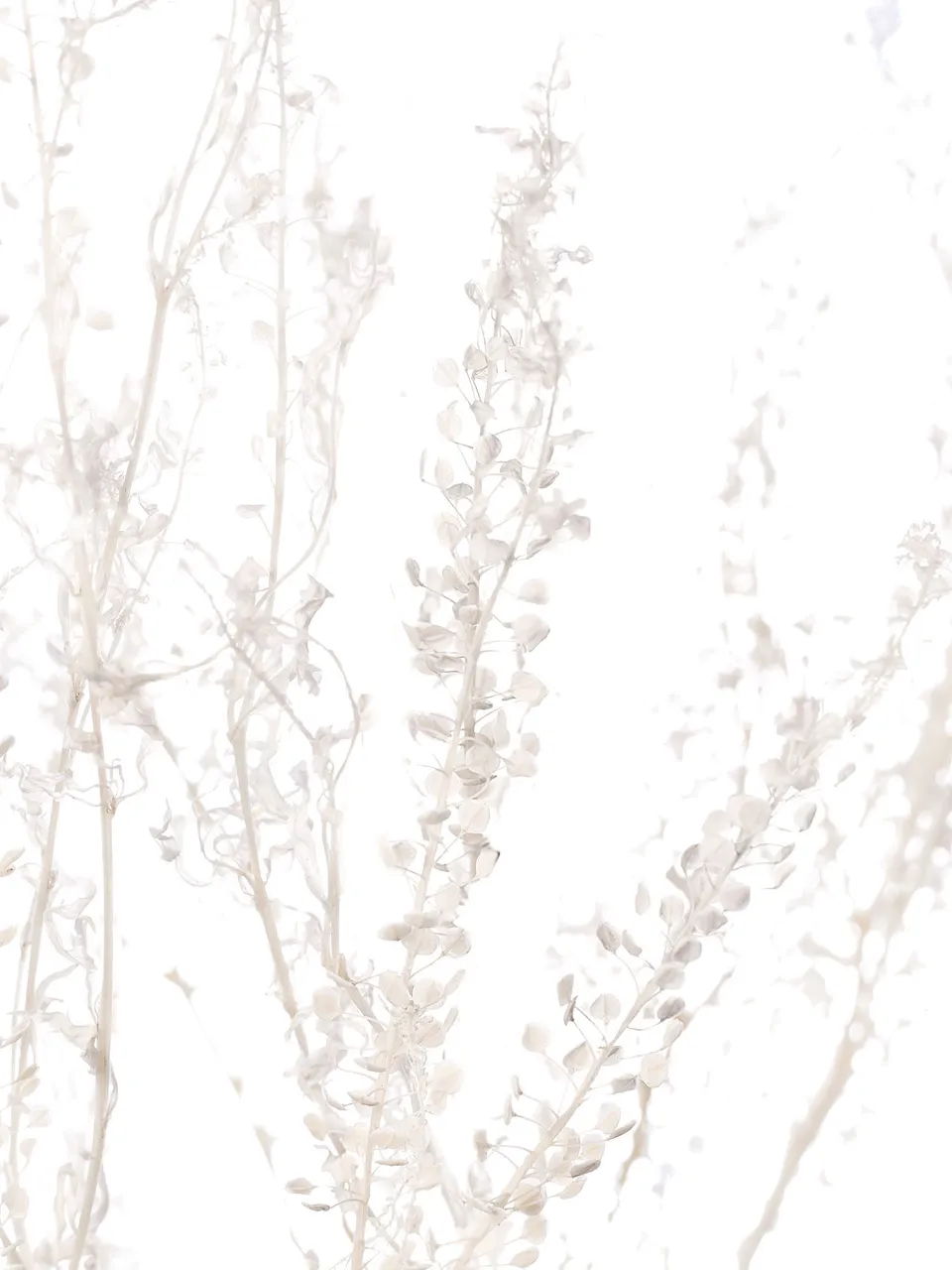 blumigo-hirtent-schel-getrocknet-wei-creme-trockenblumen image 1