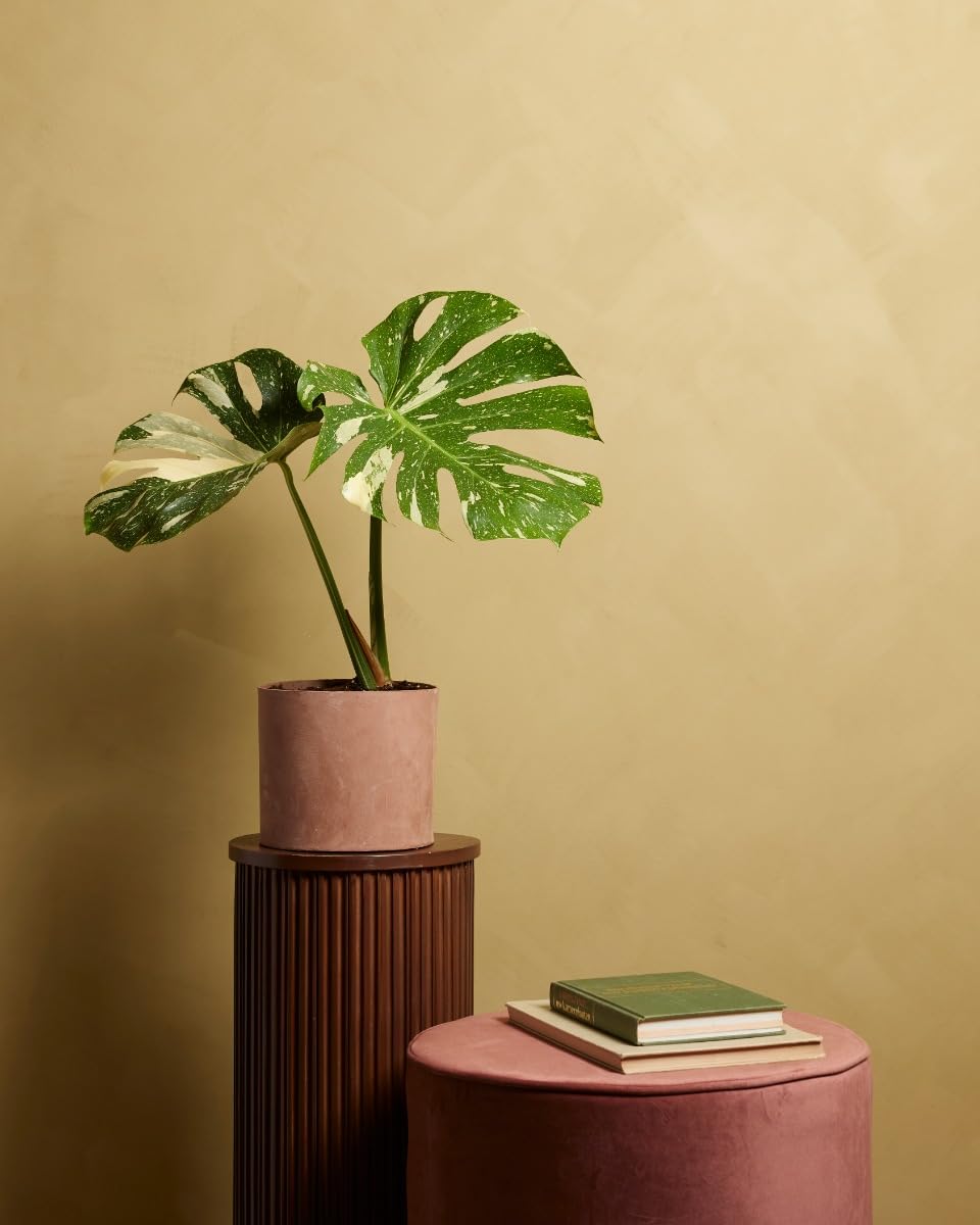 plnts-rareplnts-monstera-thai-constellation-fensterblatt-60cm image 6