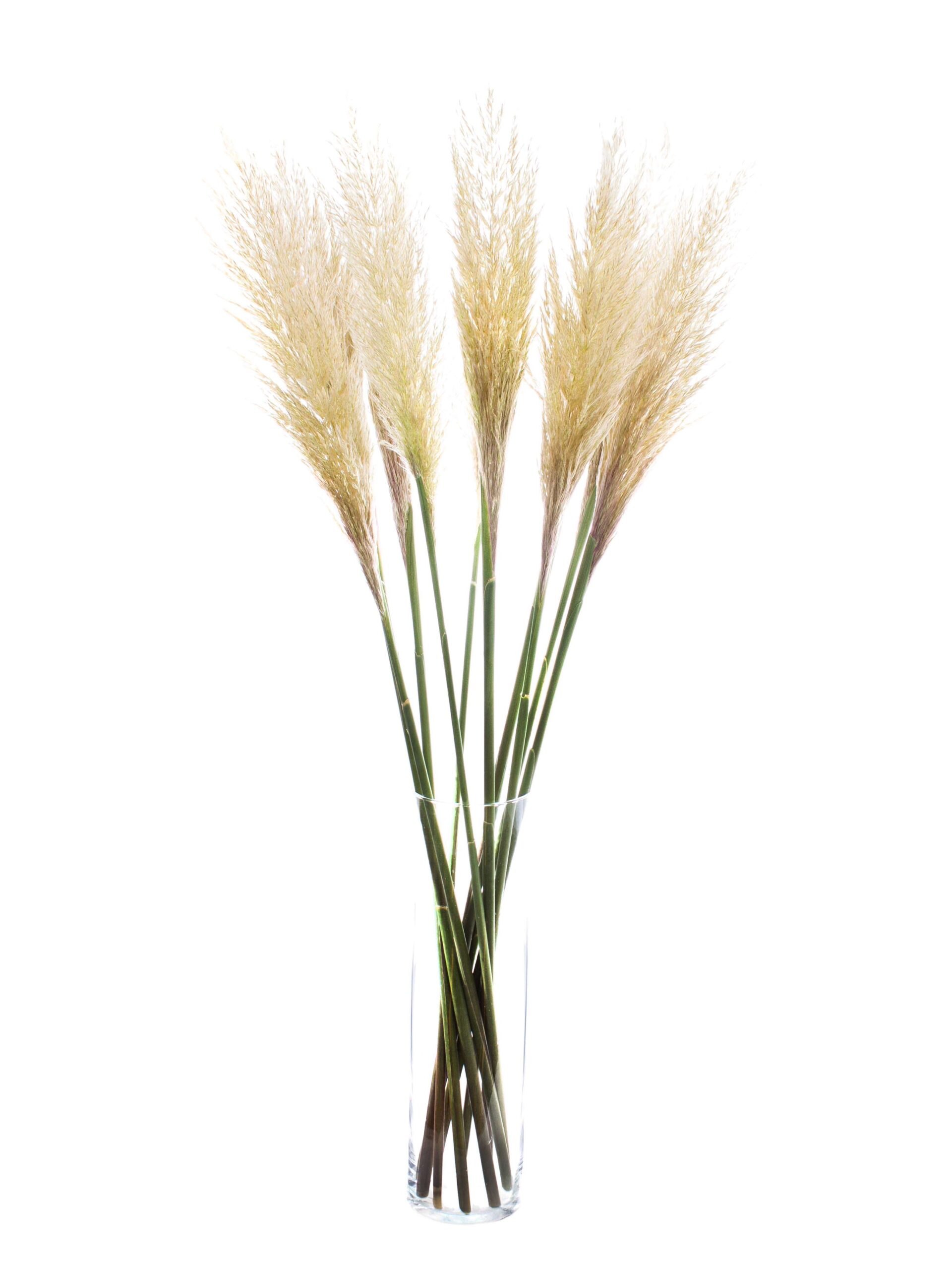 blumigo-trockenblumen-pampasgras-frisch-geschnitten-bund-natur image 2