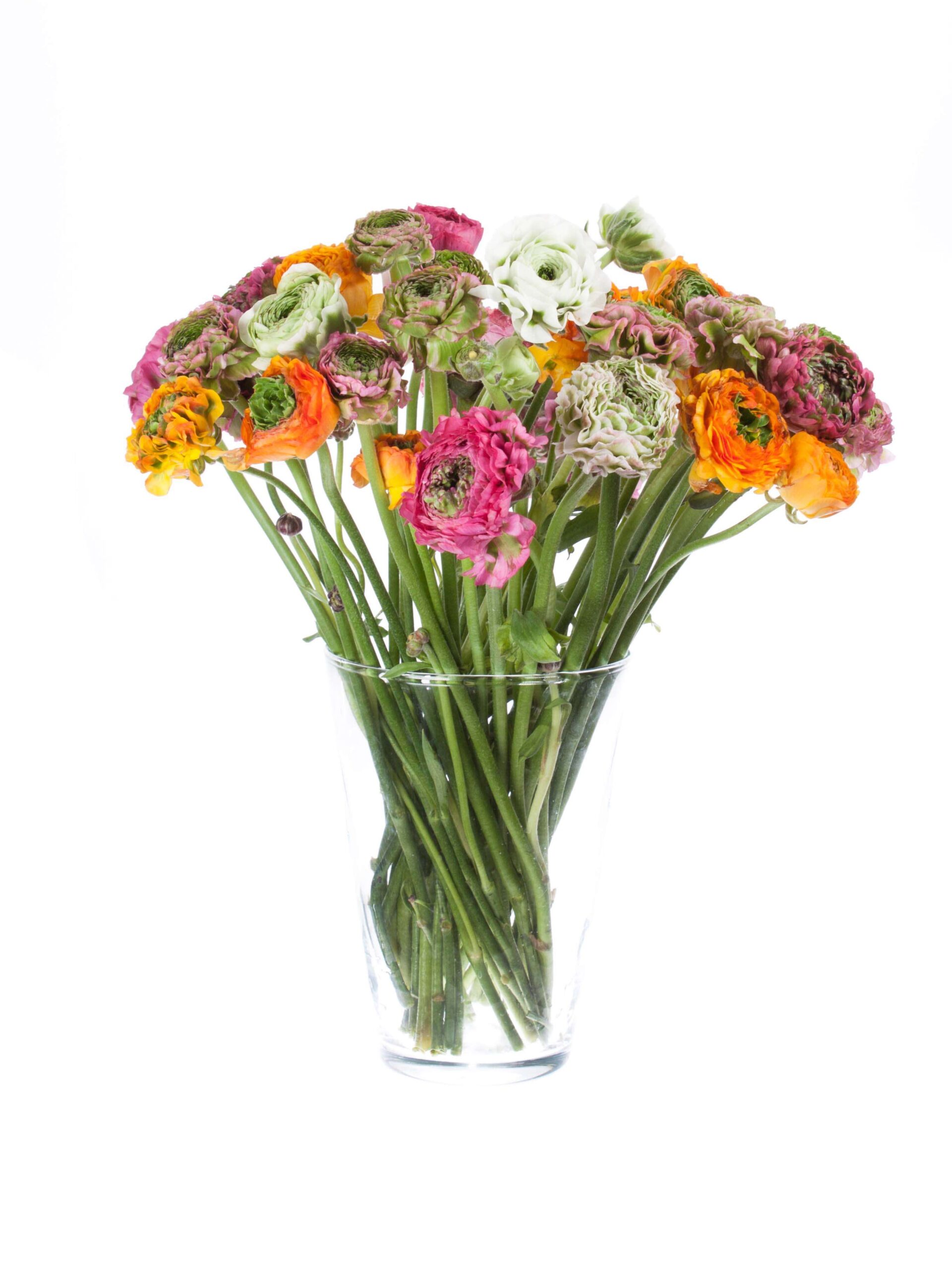 blumigo-ranunkeln-bunte-ponpon-mischung-schnittblumen-frisch image 2
