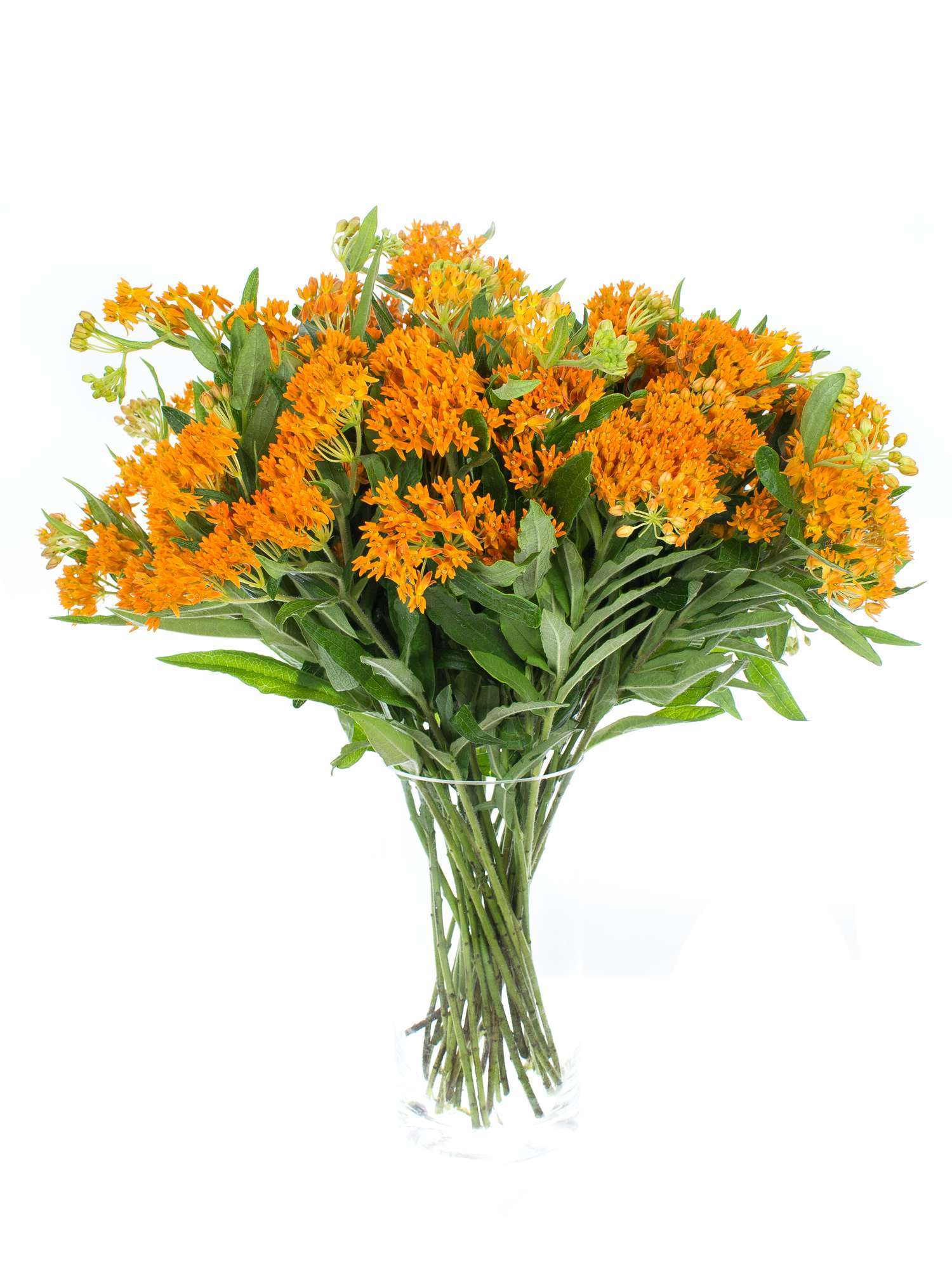 blumigo-asclepias-tuberosa-schnittblume-orange image 2