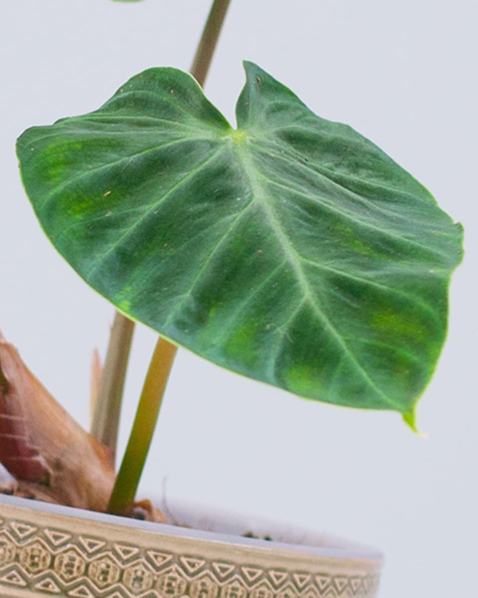 plnts-rareplnts-philodendron-verrucosum-zimmerpflanze-12-cm-topf image 3