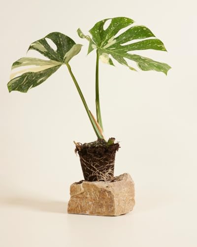 plnts-rareplnts-monstera-thai-constellation-fensterblatt-60cm image 8