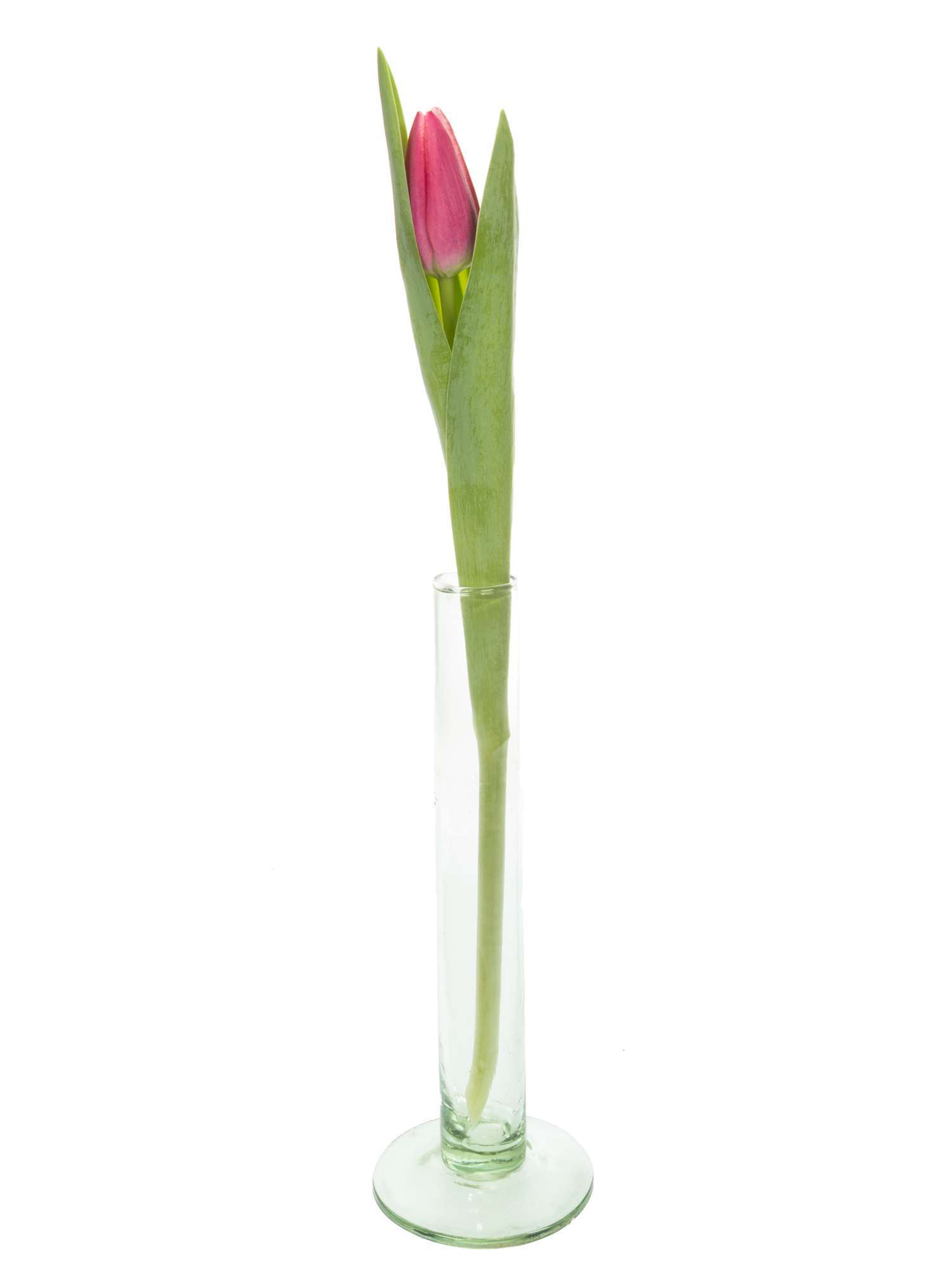 blumigo-tulpen-debutante-pink-schnittblumen-frisch-8-tage image 3