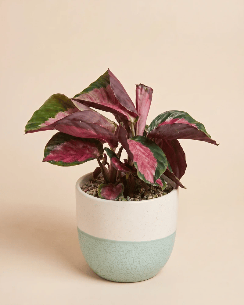 feey-variado-calathea-rosy-korbmarante-ohne-bertopf image 5
