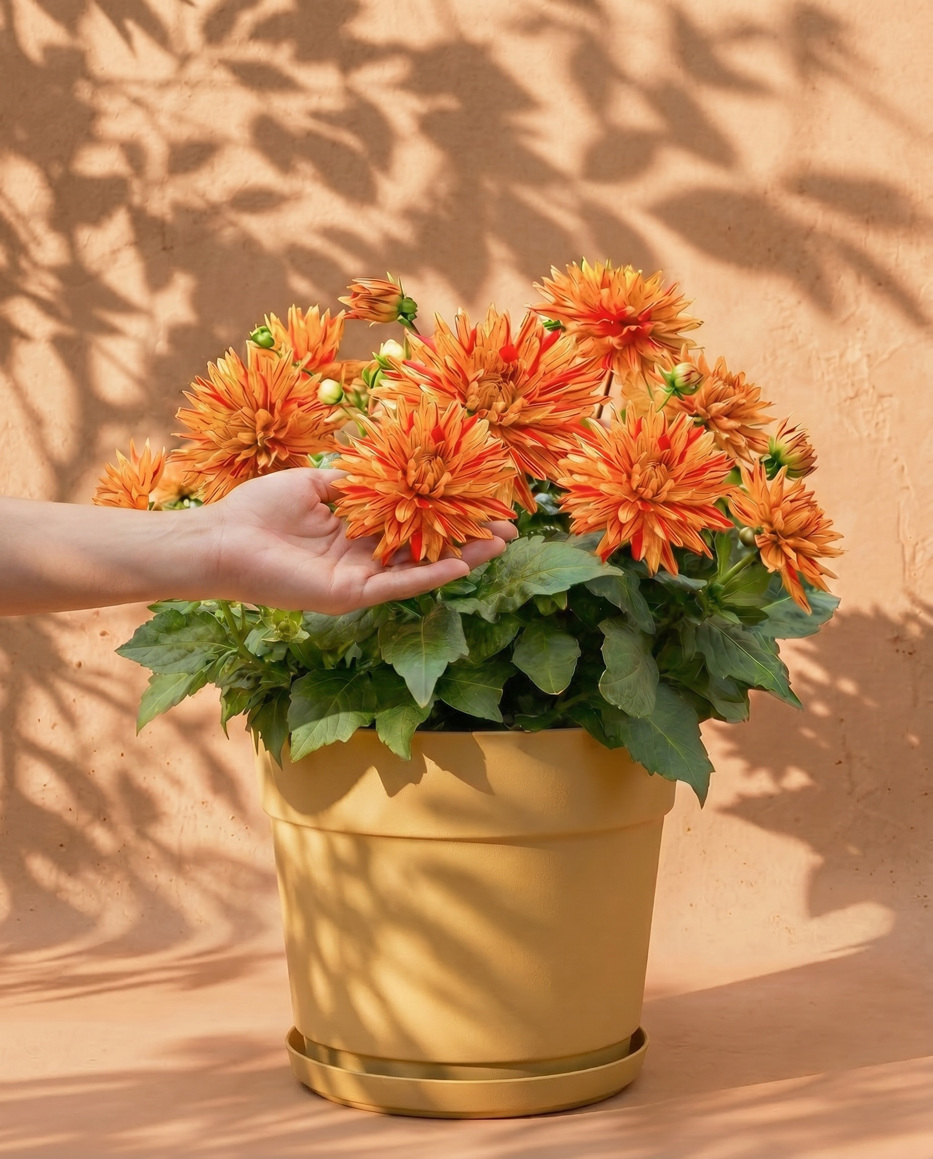 feey-amsterdam-dahlien-hellorange-3-knollen-sommer image 1
