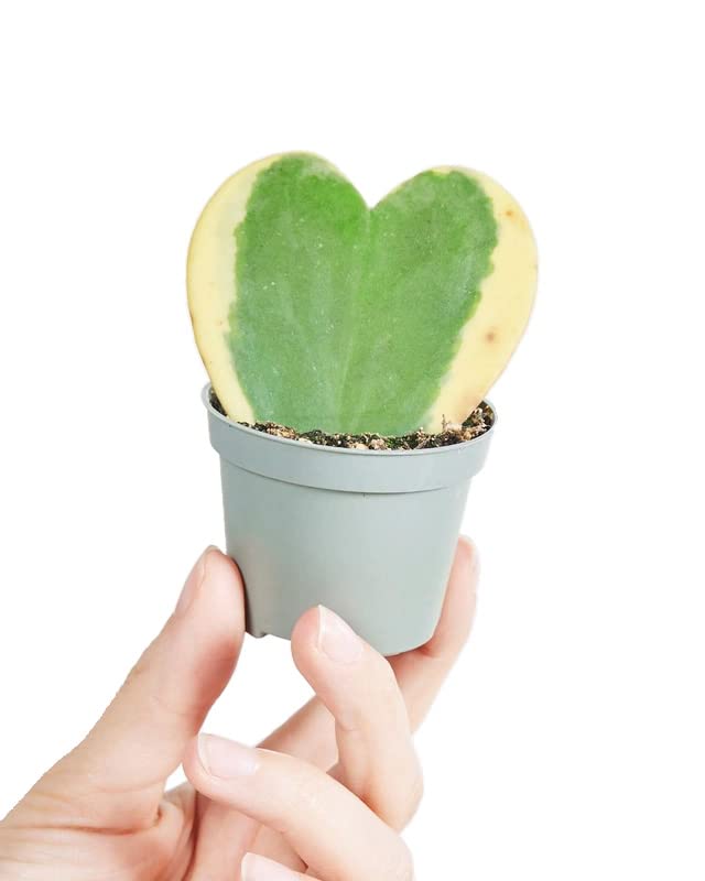 plnts-babyplnts-hoya-kerrii-albomarginata-zimmerpflanze-6cm image 4