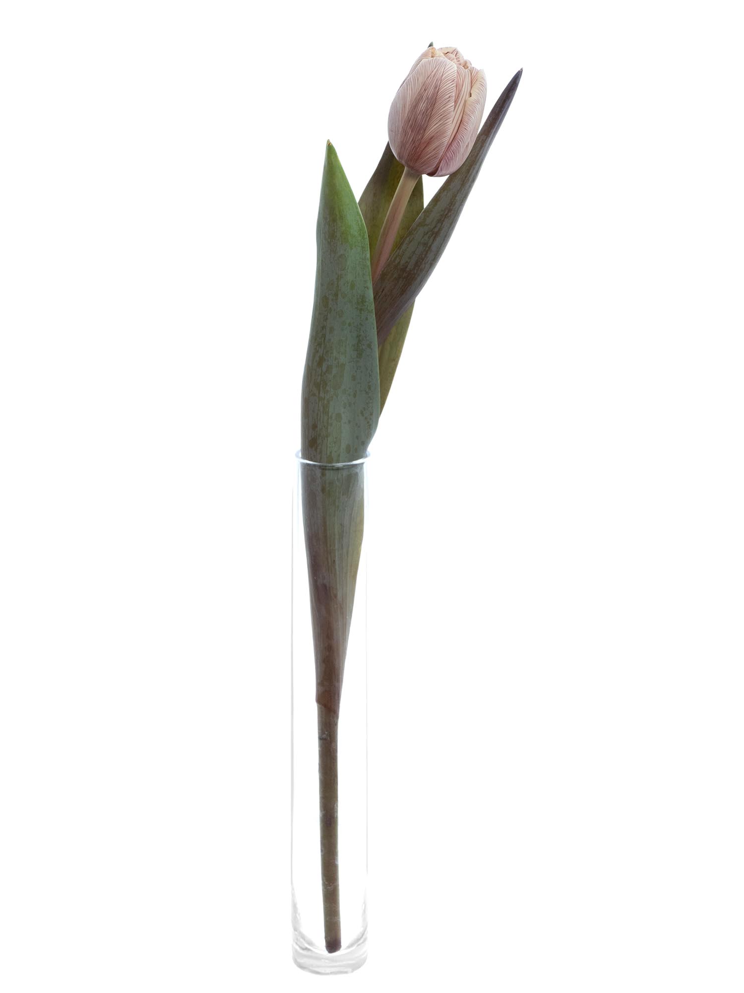 blumigo-tulpen-brownies-tulpen-creme-braun-gef-llt image 5