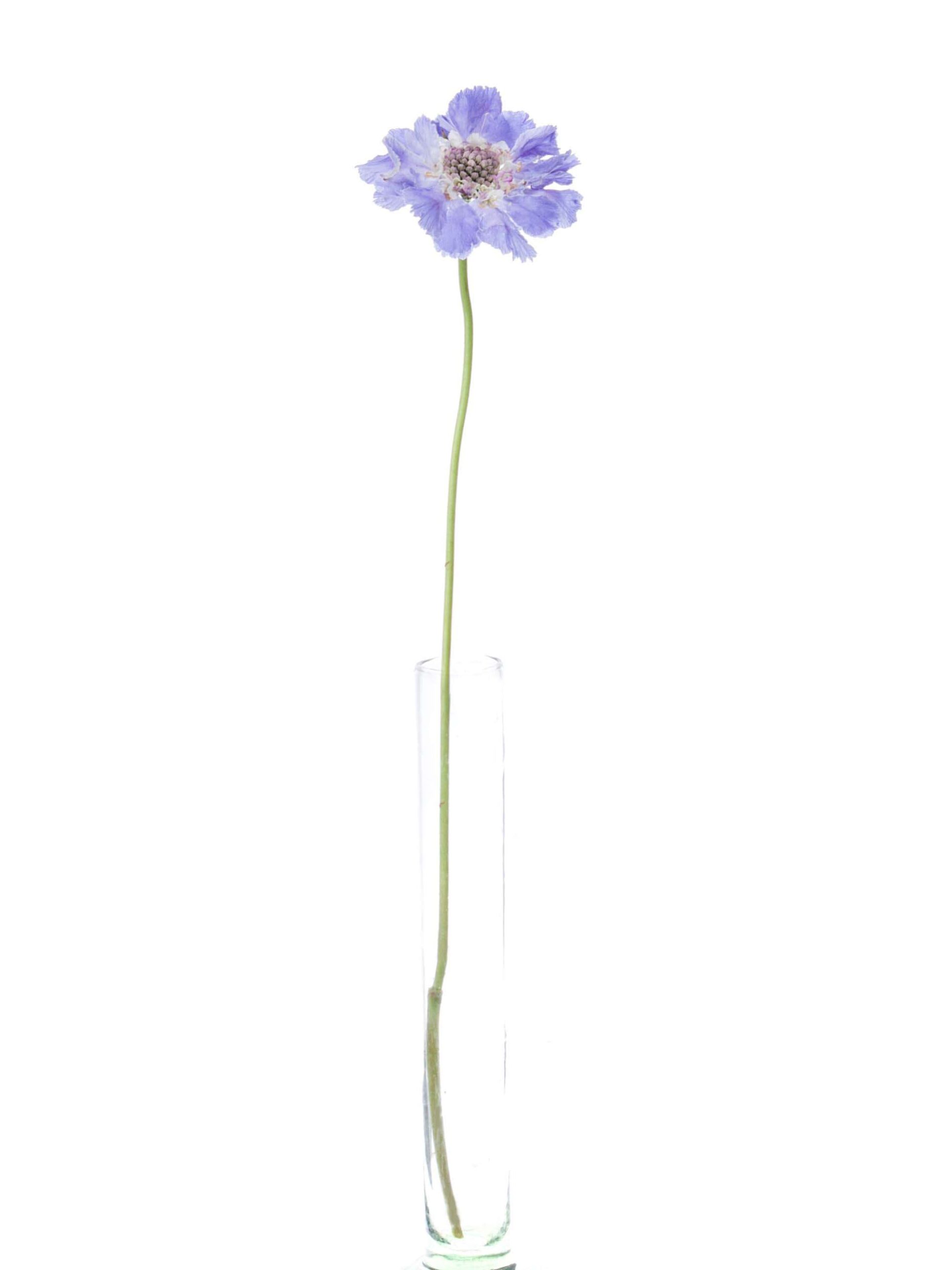 blumigo-skabiosen-staefa-schnittblumen-hellblau image 3