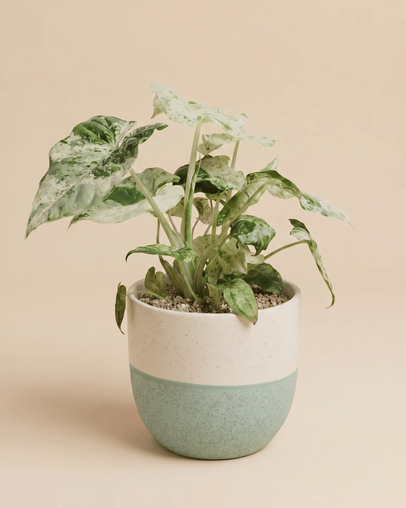 feey-alocasia-macrorrhiza-splash-elefantenohr image 5